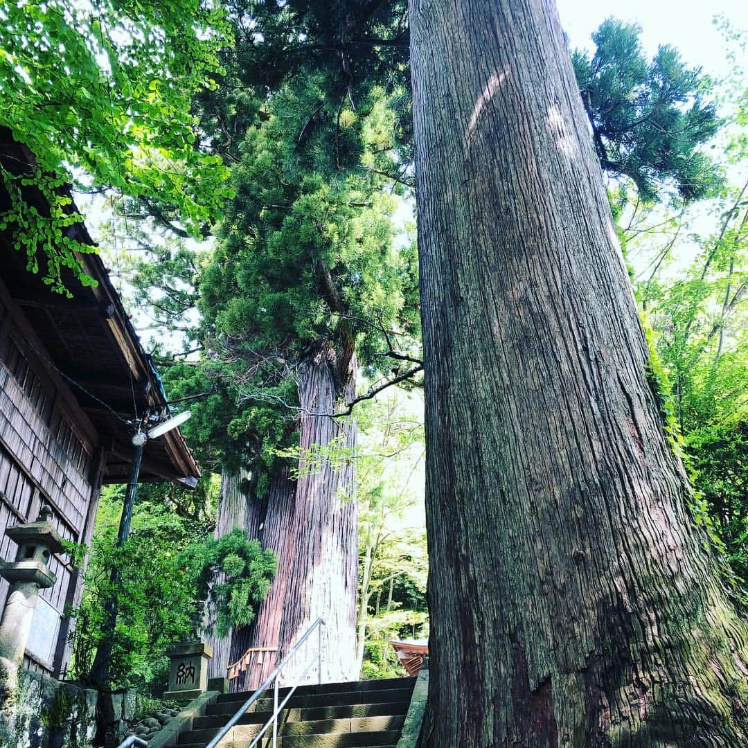 芳野友美さんのインスタグラム写真 - (芳野友美Instagram)「#修善寺 まで日帰りの#プチ旅 に行ってきたよ♪ #達磨岩 に睨まれ（笑） #天然記念物 の#一位樫 や#樹齢800年 の#子宝の杉 に圧倒され #竹林の小径 に癒される… そんな素敵な1日でした✨」5月2日 22時49分 - yumi_yoshino_1980