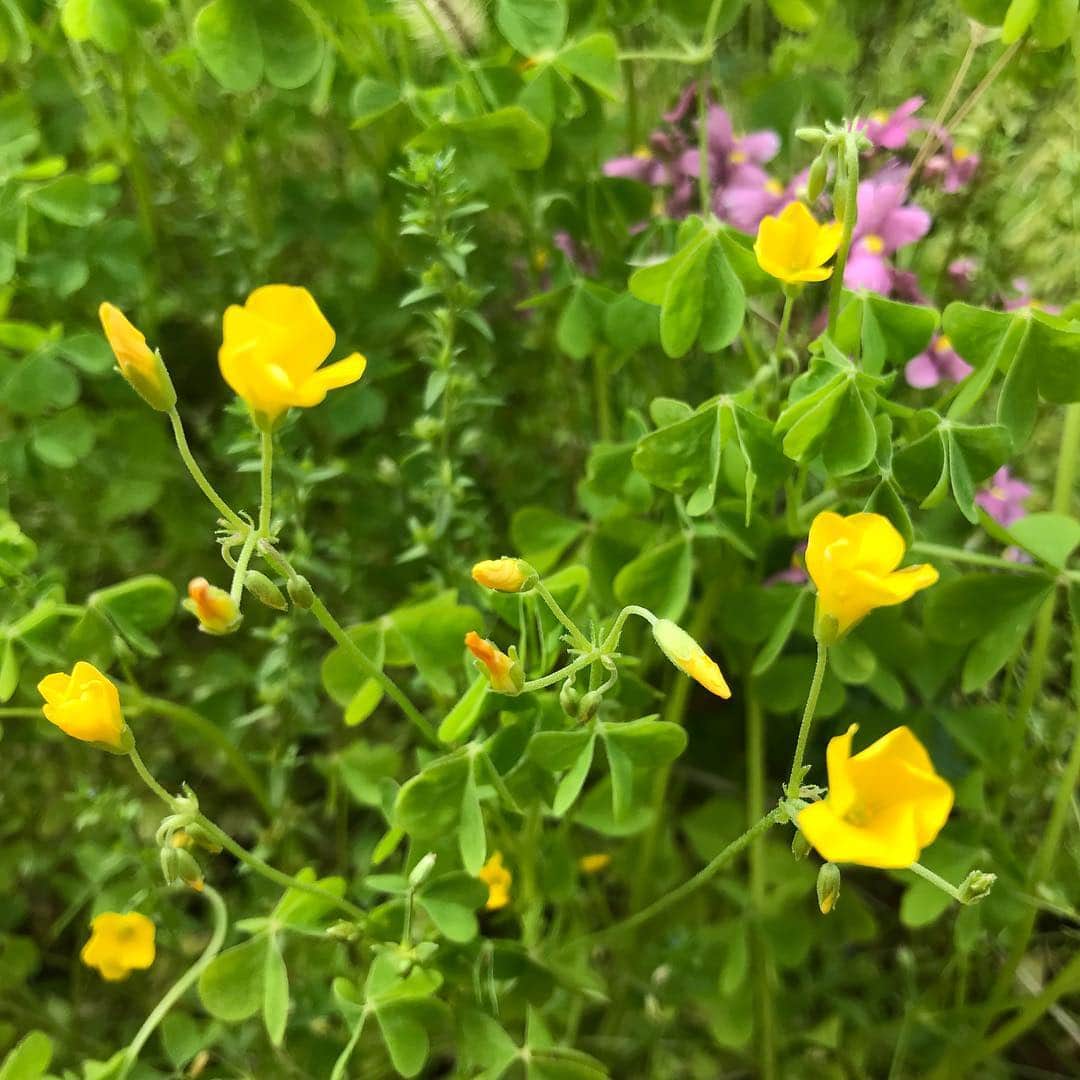 桂のインスタグラム：「庭、荒れ放題  #buttercupoxalis #bermudabuttercup #violet #viola #flower #flowers #leaves #wildgrass #garden #landscape #大黄花片喰 #オオキバナカタバミ #菫 #すみれ #スミレ #花 #野草 #葉 #庭 #景」