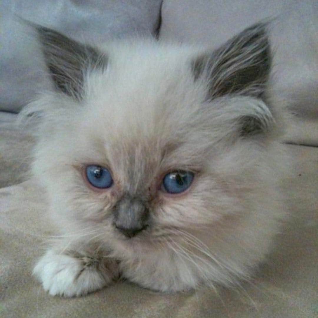 Tinaのインスタグラム：「George 🥰 circa April 2011 #ThrowBackThursday」
