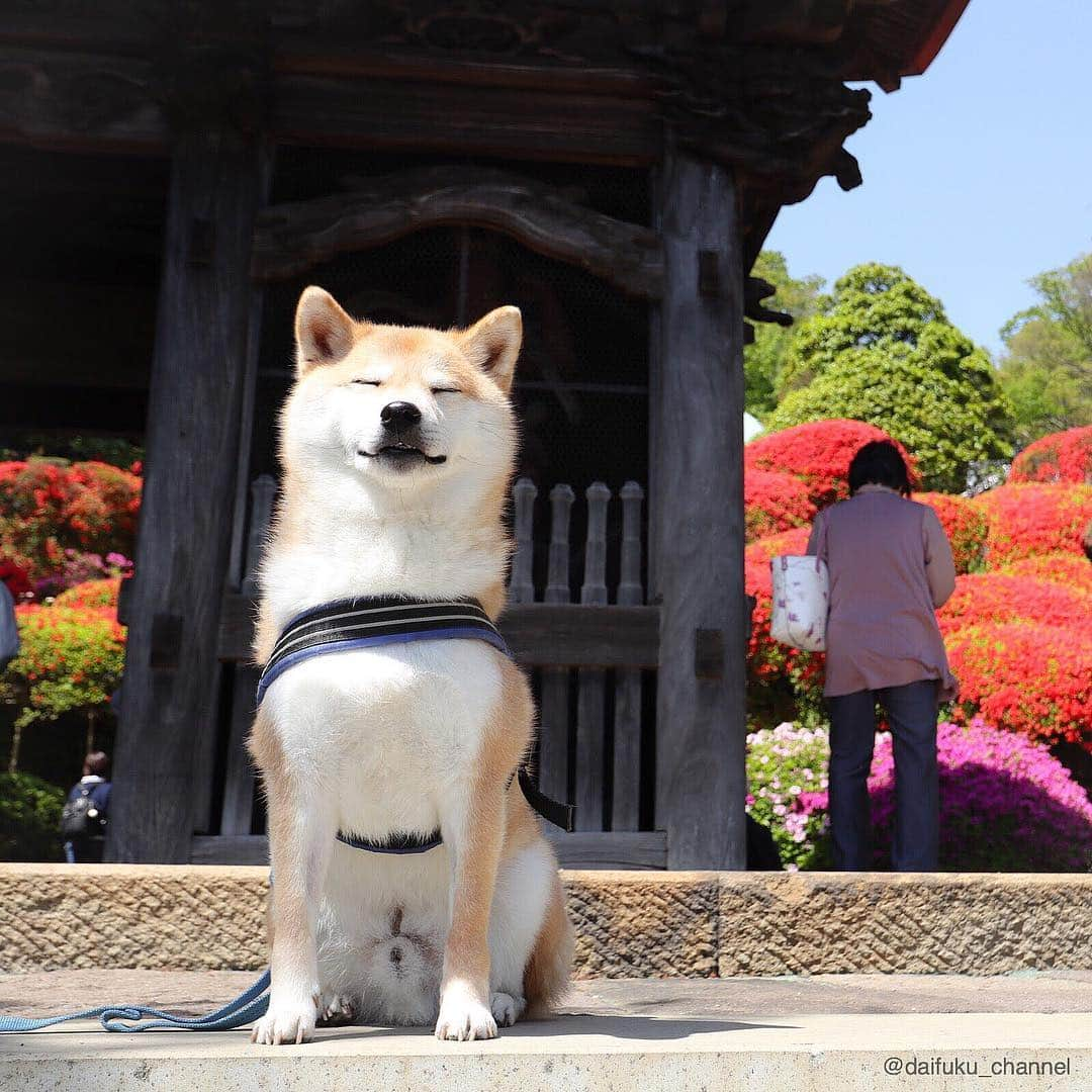 だいふくさんのインスタグラム写真 - (だいふくInstagram)「ありがたや〜ありがたや〜🙏🏻 青い空に、つつじが満開で 目にごちそうだね🐶🌸 There are many azaleas blooming🌸 #つつじ #お花 #flower #azalea #weeklyfluff」5月2日 23時06分 - daifuku_channel