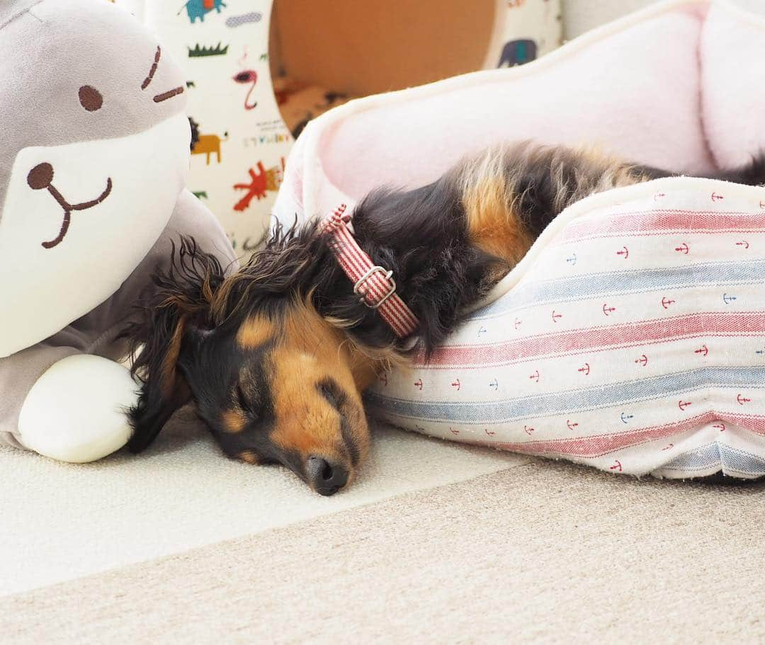 Sora Momoさんのインスタグラム写真 - (Sora MomoInstagram)「お昼寝もも🐶🐾 ☺︎ 変な寝方はそら担当だったはずなのになぁ この顔見たら癒される〜 ☺︎ お姉ちゃんが持ってきたお昼寝マット占領して日向ぼっこしながら寝てるもも 短い足が可愛いくて猫ちゃん並べてみました😊 ☺︎ #お昼寝#久しぶりの出勤#帰って来たら#可愛い寝姿に癒される#頭落ちちゃってるけど#めちゃくちゃ気持ちよさそう#ベッド2個使い#そらの真似？#伸ばした後ろ足が可愛い #足短っ#胴長っ#そこが可愛いところ  #ダックス#ミニチュアダックス #dachshund #miniaturedachshund」5月2日 23時03分 - teratera_sorapu_