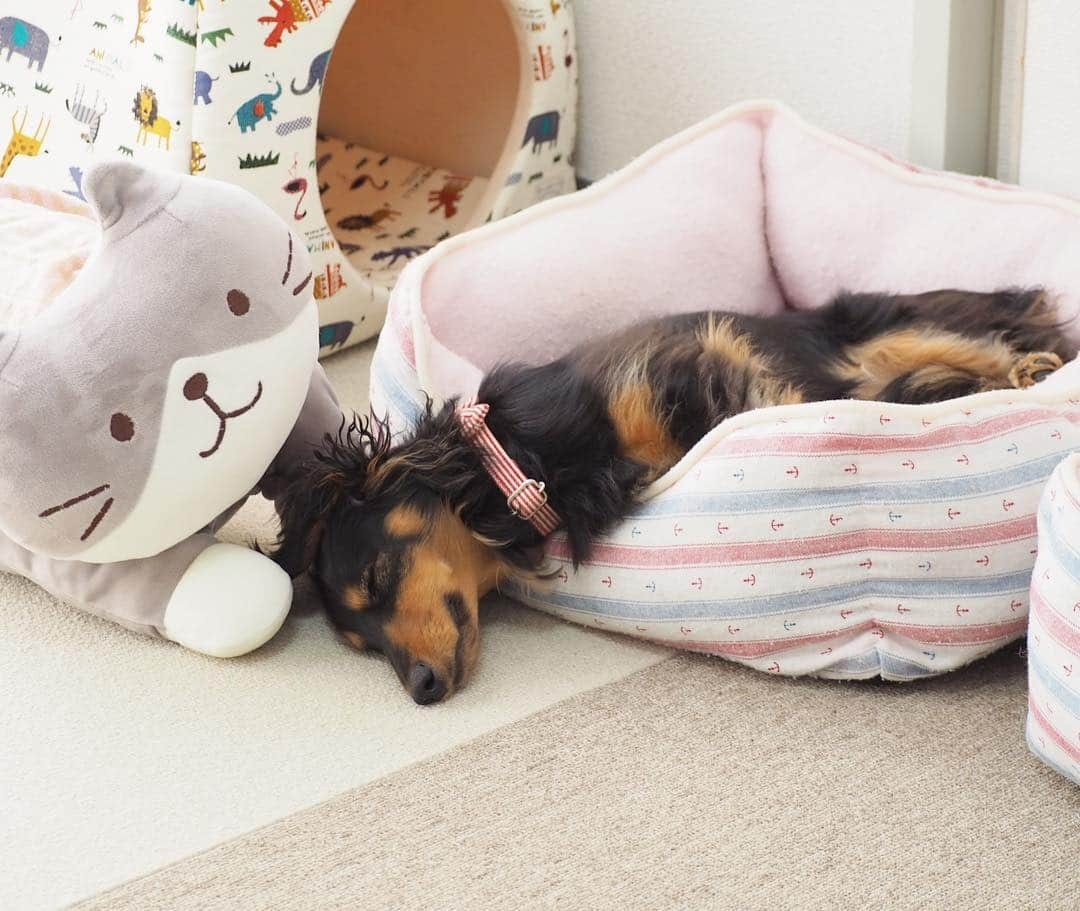 Sora Momoさんのインスタグラム写真 - (Sora MomoInstagram)「お昼寝もも🐶🐾 ☺︎ 変な寝方はそら担当だったはずなのになぁ この顔見たら癒される〜 ☺︎ お姉ちゃんが持ってきたお昼寝マット占領して日向ぼっこしながら寝てるもも 短い足が可愛いくて猫ちゃん並べてみました😊 ☺︎ #お昼寝#久しぶりの出勤#帰って来たら#可愛い寝姿に癒される#頭落ちちゃってるけど#めちゃくちゃ気持ちよさそう#ベッド2個使い#そらの真似？#伸ばした後ろ足が可愛い #足短っ#胴長っ#そこが可愛いところ  #ダックス#ミニチュアダックス #dachshund #miniaturedachshund」5月2日 23時03分 - teratera_sorapu_