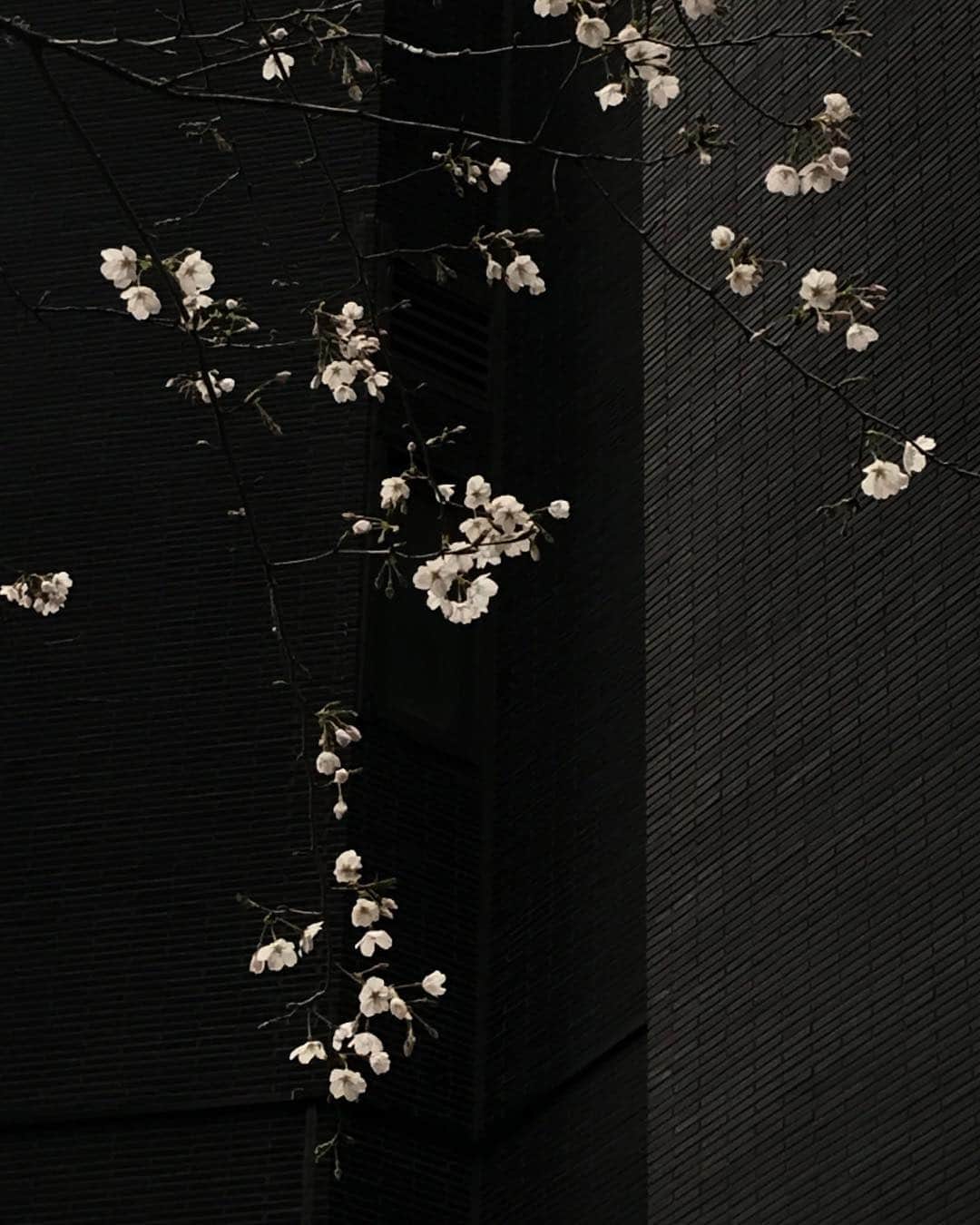 ハンナ・チャンのインスタグラム：「平成最後の桜」