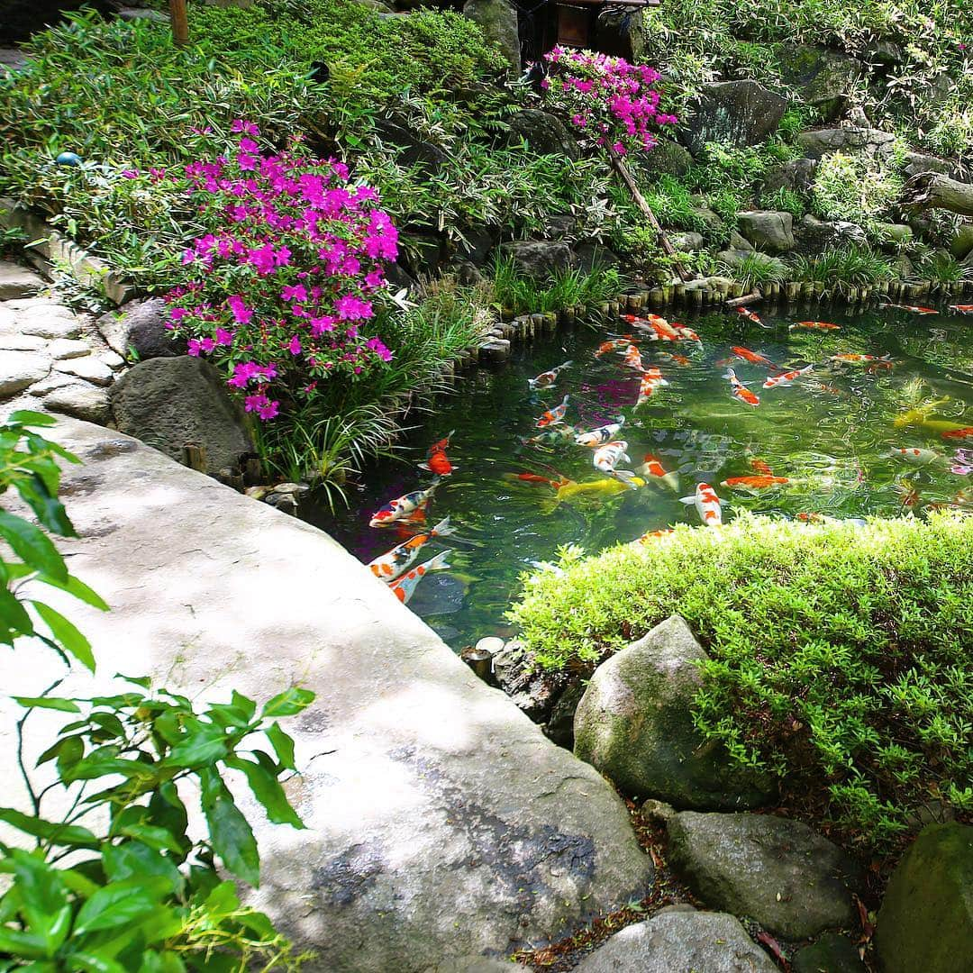 八芳園さんのインスタグラム写真 - (八芳園Instagram)「【木漏れ日】  平成から令和への10連休も 後半となりました。 初夏を思わせる気候が続き 緑も一層濃くなり 散策が気持ち良い日が続いています。  陽が差すと 木洩れ日によって いつもの庭園に 自然が作り出す美しい模様が。  今日の天気予報は晴れ。 最高気温25度の予想。 木漏れ日を見つけに八芳園に いらっしゃいませんか？ ［八芳園］ http://www.happo-en.com/sp/  #八芳園 #新緑 #連休後半 #ツツジ #サツキ #コイ #鯉 #木漏れ日 #日本庭園 #庭園 #池 #結婚式 #披露宴 #イベント #ビジネスイベント #パーティ #パーティプロデュース #東京 #高輪 #品川 #白金台 #happoen #garden #tokyo #japanesegarden #washoku #takanawa #shirokanedai #carp #party」5月2日 23時52分 - happoen