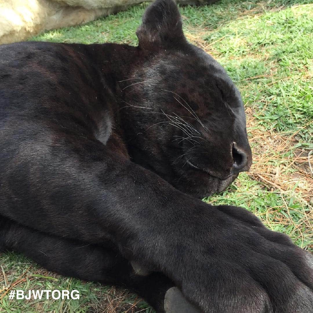 Black Jaguar-White Tiger さんのインスタグラム写真 - (Black Jaguar-White Tiger Instagram)「Happy, healthy and resting :) When people first visit the Foundation, we are constantly receiving compliments on how beautiful the coats of our Animals are. This is something we never get tired of hearing and work daily towards by providing our kids with nutritious meals, proper medical aid, healthy habitats and Love.  When some of our kids first come to the Foundation they enter with skin infections due to their former conditions and lack of nutrition/exercise. We quickly work with our medical team to create the best care and food for them. #BJWT」5月2日 23時55分 - blackjaguarwhitetiger