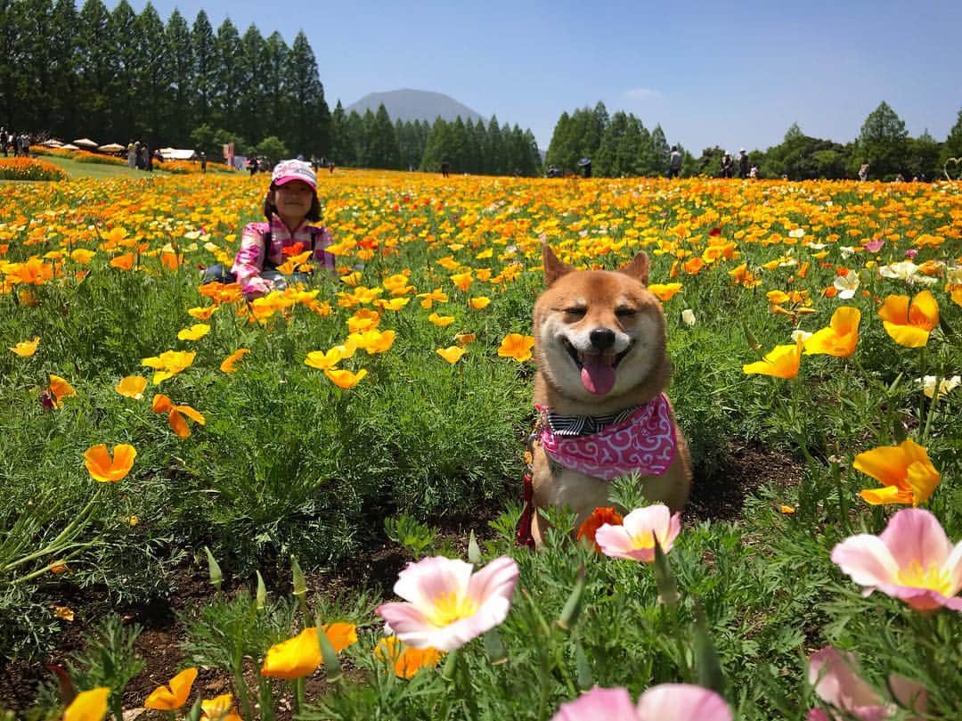 柴犬はなこ Shibainu Hanakoさんのインスタグラム写真 - (柴犬はなこ Shibainu HanakoInstagram)「The poppy feild in South Kyusyu.🌼 今日は生駒高原のポピー畑へ。すごい綺麗で長居しちゃって思いがけず日焼け〜🌞 3枚目の写真、はなこはどこでしょう？？🐶🔍👀 #dog #shiba #shibainu #kid #犬 #犬とこども #柴犬 #ikomakougen #生駒高原」5月3日 0時05分 - kiki_beee