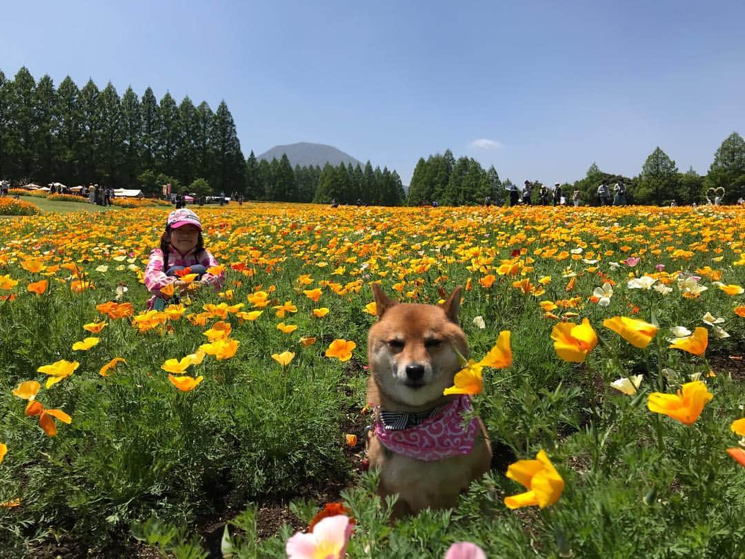 柴犬はなこ Shibainu Hanakoさんのインスタグラム写真 - (柴犬はなこ Shibainu HanakoInstagram)「The poppy feild in South Kyusyu.🌼 今日は生駒高原のポピー畑へ。すごい綺麗で長居しちゃって思いがけず日焼け〜🌞 3枚目の写真、はなこはどこでしょう？？🐶🔍👀 #dog #shiba #shibainu #kid #犬 #犬とこども #柴犬 #ikomakougen #生駒高原」5月3日 0時05分 - kiki_beee