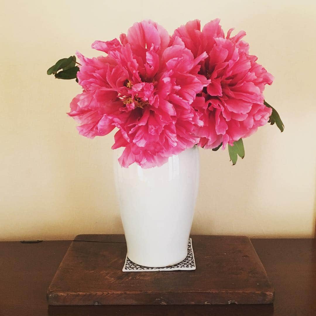 今村沙緒里のインスタグラム：「ボタンの花。 おば宅の庭で、 大きく、美しく咲いていました。 やさしく、凛と、美しく。 令和の時代も よろしくお願い致します☺︎ ・ Hello New Era！ with beautiful aunt's flowers＊ ・ #new #flower #treepeony #nature #life #beauty #love #꽃 #안녕 #ボタン #花 #命 #美しさ #令和 #よろしくお願いします」