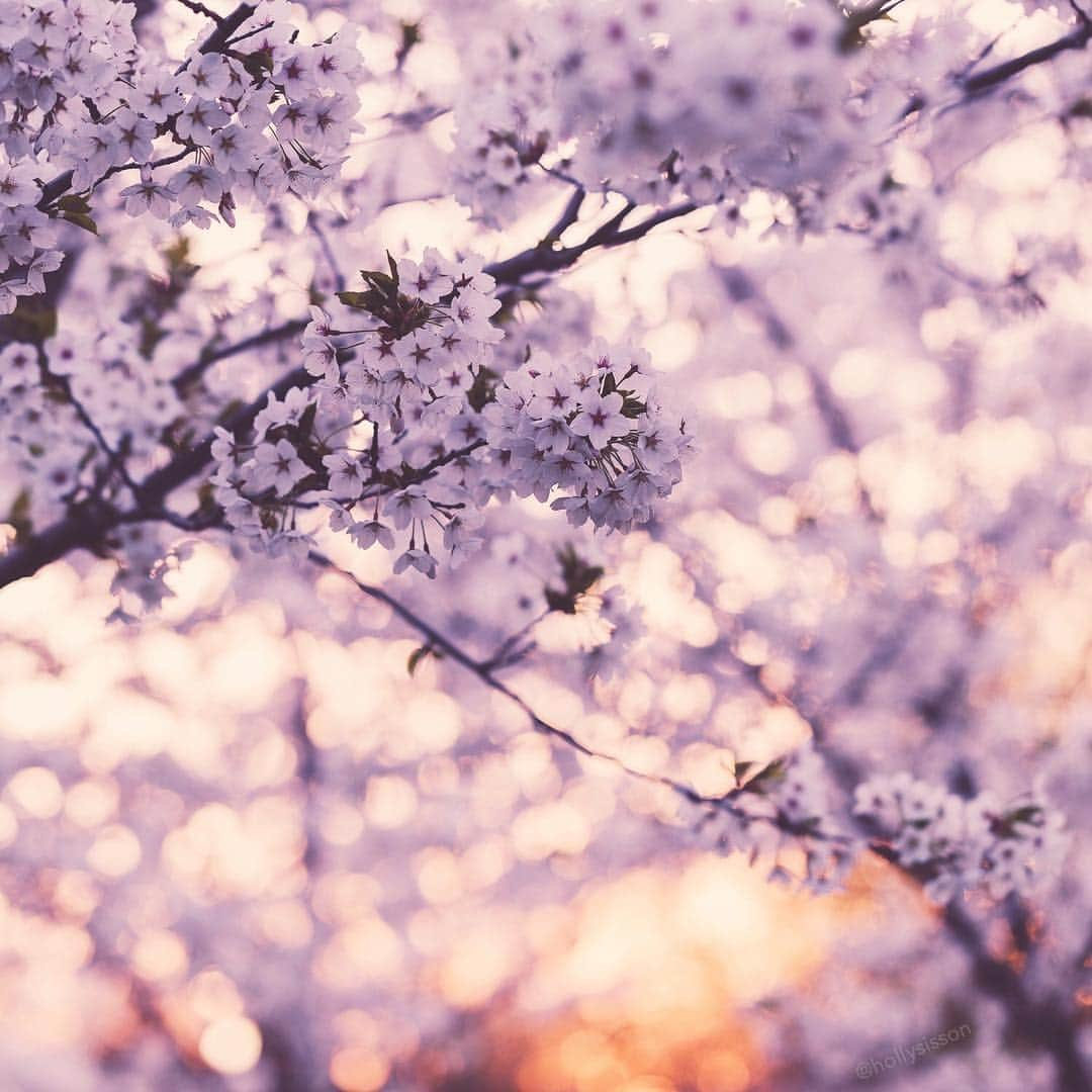 Holly Sissonさんのインスタグラム写真 - (Holly SissonInstagram)「It’s almost time for cherry blossoms..., and I love that Toronto has them! #danielsfamilyliving  #spring ~ Canon 1D X MkII + 100mm f2.8L Macro IS @ f3.5 (See my bio for full camera equipment information plus info on how I process my images. 😊) ~ #pickmotion #bokeh」5月3日 0時47分 - hollysisson