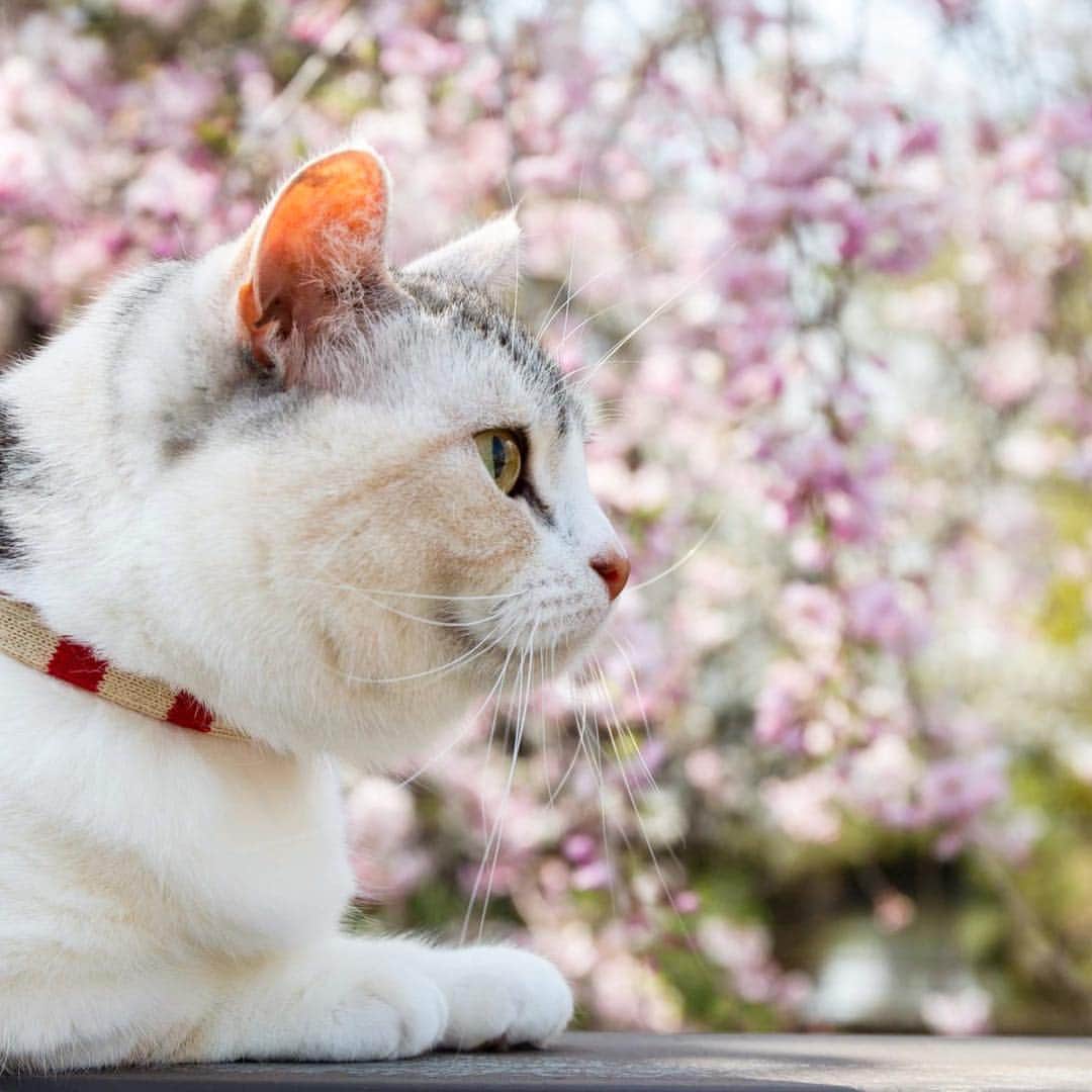 ホタテ＆クラム＆シラスのインスタグラム：「桜とシラス #cat #neko #ScottishFold #猫 #ねこ #スコティッシュフォールド #catstagram #instagram #instagramjapan #ig_japan #igersjp」