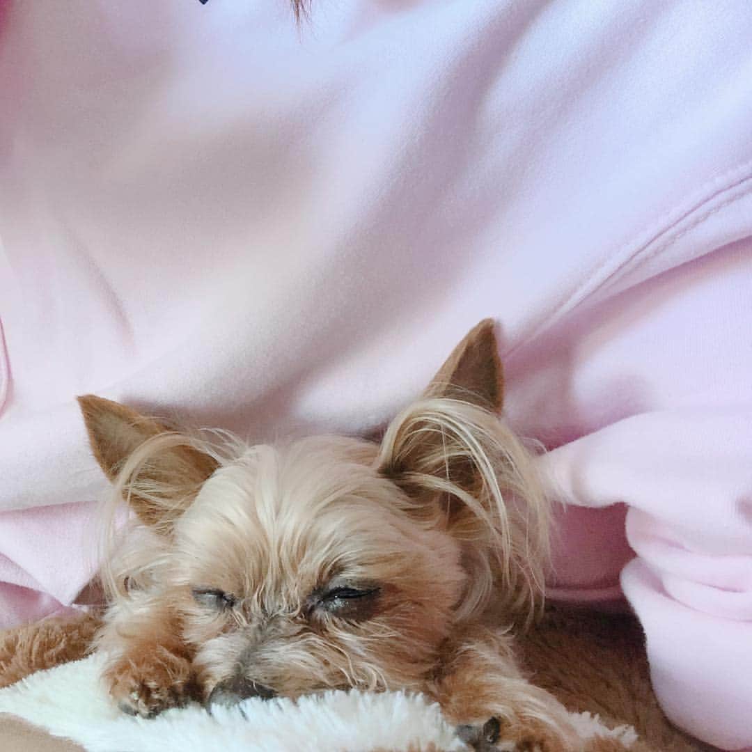 森園れんのインスタグラム：「眠いねぇ〜♥♥♥♥♥♥ #愛犬 #ヨーキー #14歳 #ココ  #寝顔」