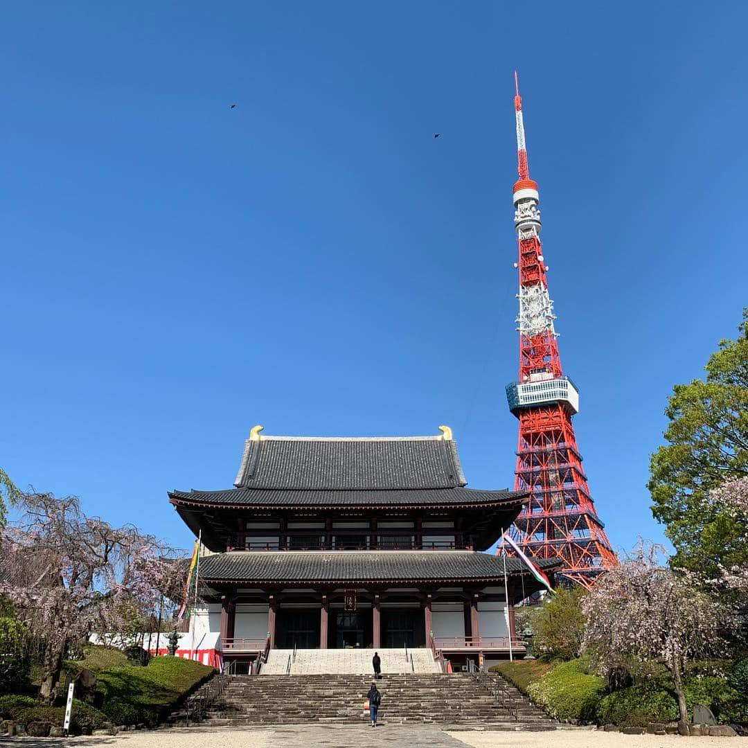 くろさんのインスタグラム写真 - (くろInstagram)「たわ！ #🗼 #tokyotower #東京タワー #芝公園 #増上寺 #zojoji #shibapark #tokyo_instagram #blueskyblue #本日は晴天なり #晴天 #快晴 #青空」4月9日 8時22分 - m6bmw