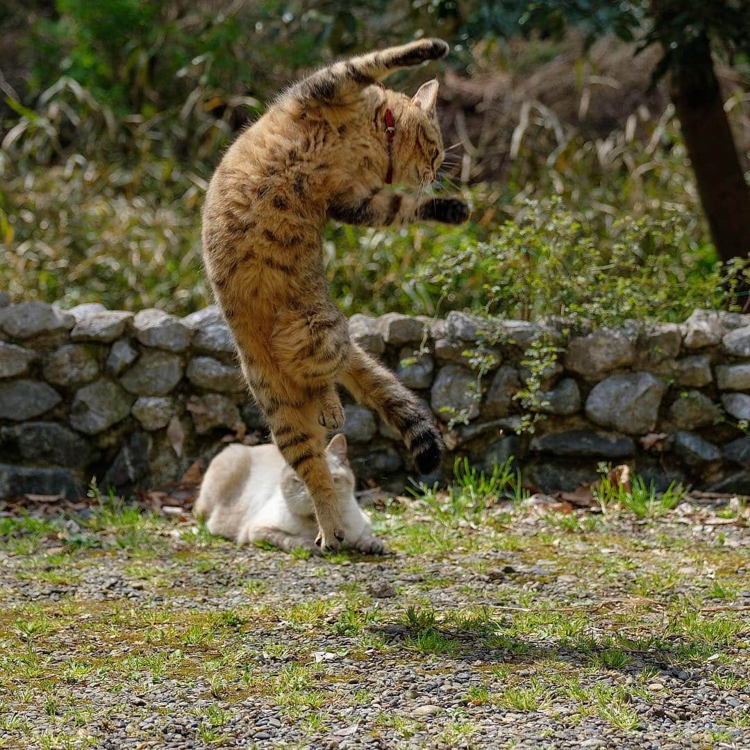 プンクマさんのインスタグラム写真 - (プンクマInstagram)「ウルトラC #シカ #猫 #ねこ #cat #neko」4月9日 8時28分 - pnkm913