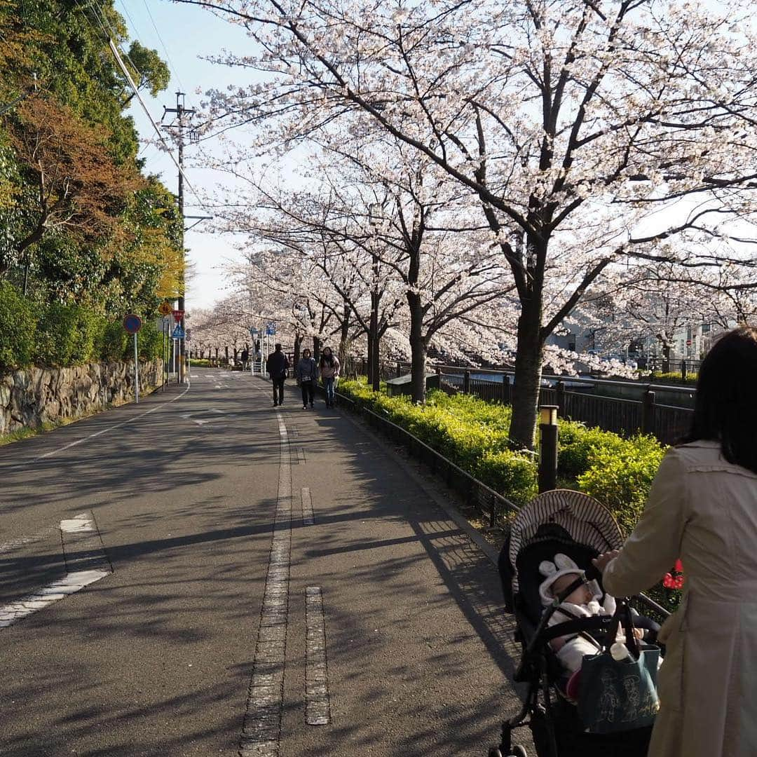 花蝶しほさんのインスタグラム写真 - (花蝶しほInstagram)「#お花見 #桜 #満開 #山崎川 #綺麗だったなぁ #とのも一緒 #紗良ちゃん #途中で #寝ちゃいました #満開の間に #次の地へ #移動w」4月9日 8時38分 - s1h0i1h2o