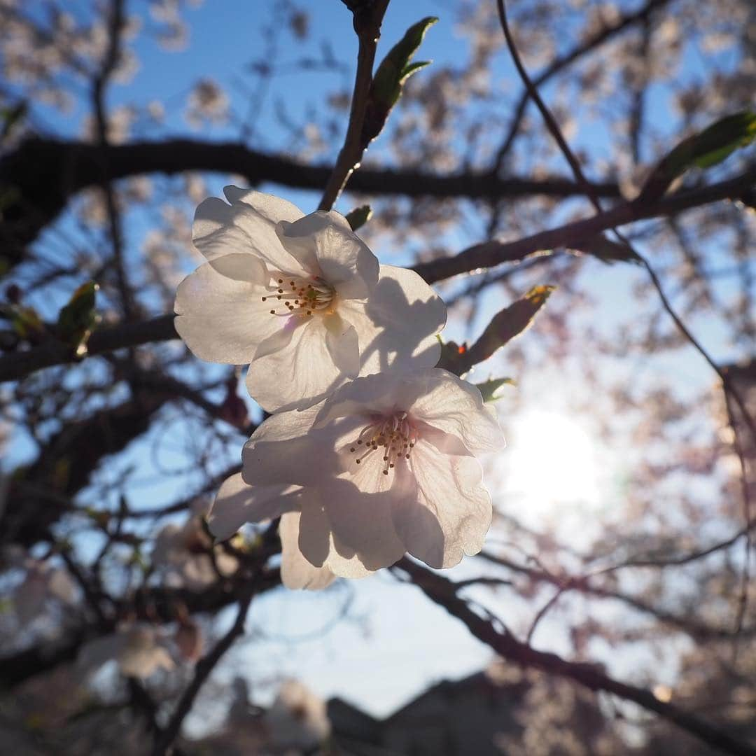 花蝶しほさんのインスタグラム写真 - (花蝶しほInstagram)「#お花見 #桜 #満開 #山崎川 #綺麗だったなぁ #とのも一緒 #紗良ちゃん #途中で #寝ちゃいました #満開の間に #次の地へ #移動w」4月9日 8時38分 - s1h0i1h2o