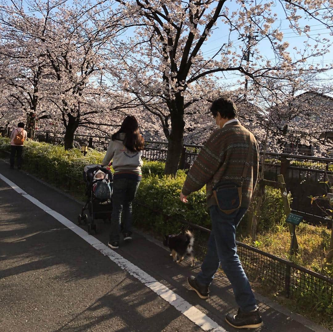 花蝶しほさんのインスタグラム写真 - (花蝶しほInstagram)「#お花見 #桜 #満開 #山崎川 #綺麗だったなぁ #とのも一緒 #紗良ちゃん #途中で #寝ちゃいました #満開の間に #次の地へ #移動w」4月9日 8時38分 - s1h0i1h2o