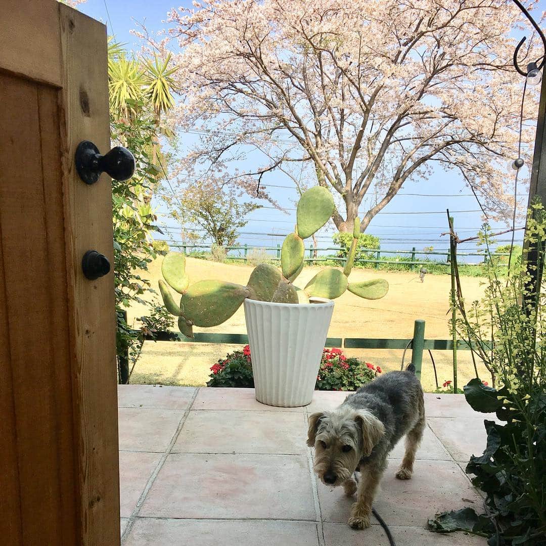 澤口麻理のインスタグラム：「#dog#🐶#🐕#🌸#japan#🇯🇵」
