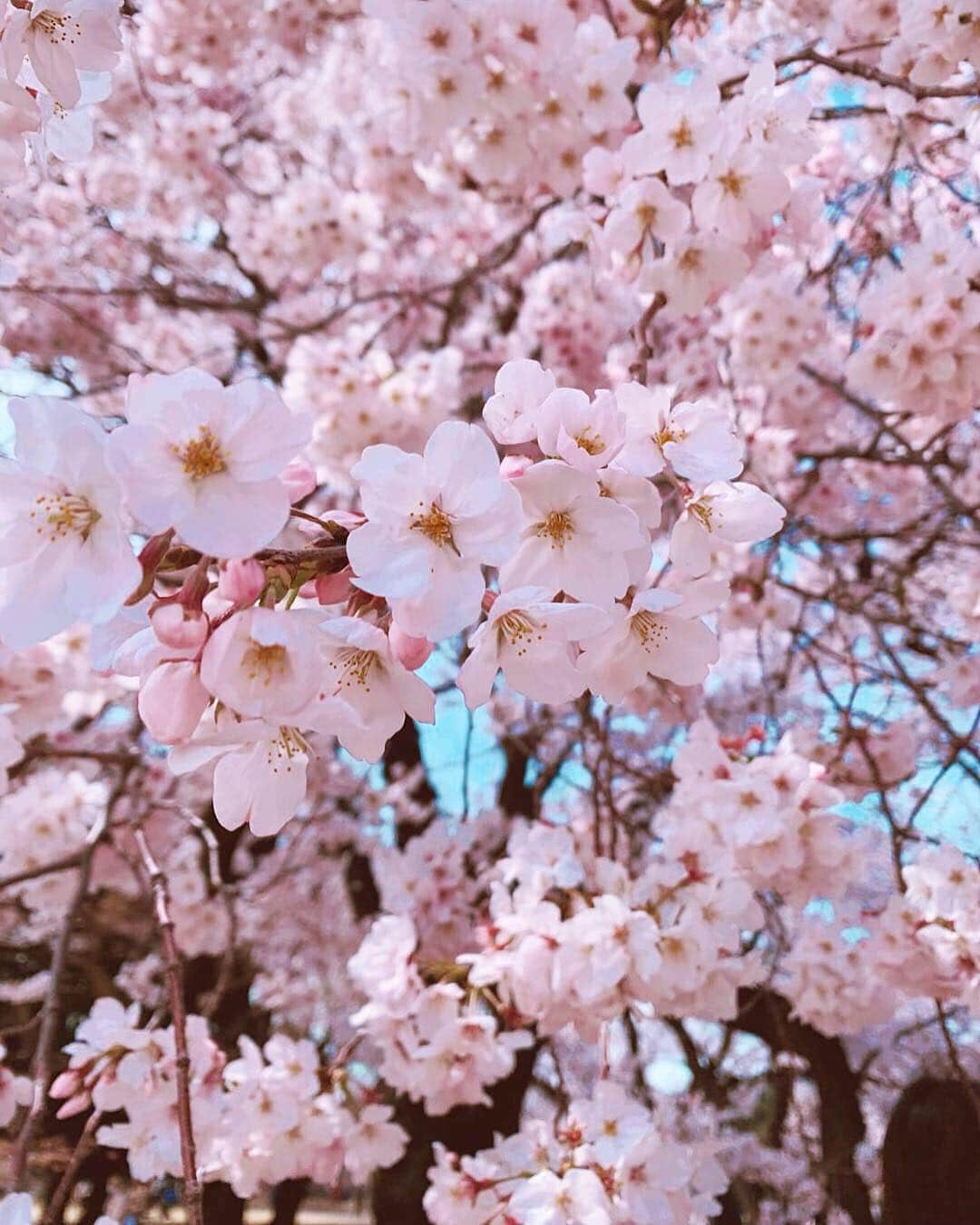荒木さやかさんのインスタグラム写真 - (荒木さやかInstagram)「沖縄の予定が… うん、やめた❤️ 桜きれい🌸 #cherryblossom #japan #桜」4月9日 8時50分 - araki_sayaka