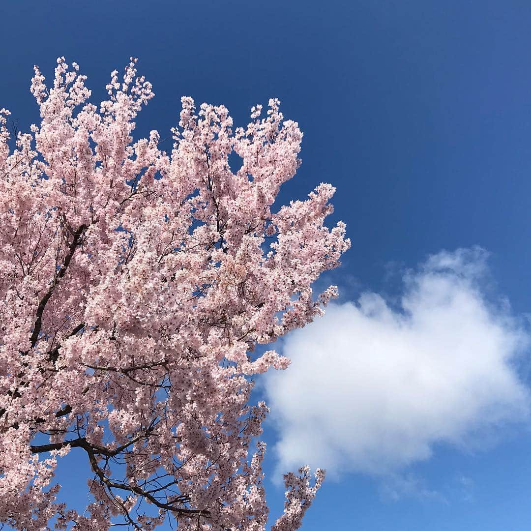 yukiyoさんのインスタグラム写真 - (yukiyoInstagram)「2019.4.9* ・ 今日は… まさかのカメラ電池切れでお弁当pic無し笑 ・ ・ 朝から寄り道 花のピンクが綺麗だー ・ ・ ちなみに今日はいわしの蒲焼き弁当でした。 ・ ・ #お弁当 #朝時間 #IGersJP」4月9日 9時00分 - quiestla7
