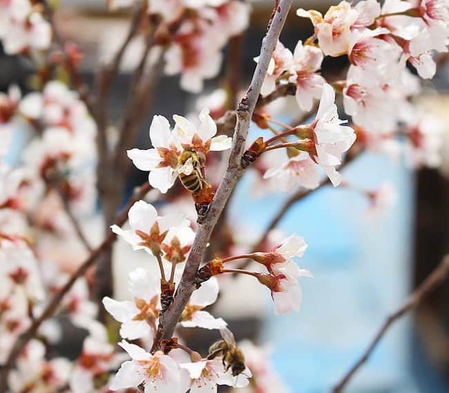 生活の木 Tree of life 【公式Instagram】さんのインスタグラム写真 - (生活の木 Tree of life 【公式Instagram】Instagram)「【4月のみつばちリポート🐝✨】 サクラの開花を心待ちにしていた、薬香草園のみつばち達。早速サクラの蜜を採りに行っています。  2枚目、ローズマリーの花も満開です。ㅤㅤㅤㅤㅤㅤㅤㅤㅤㅤ ******************************ㅤㅤㅤㅤㅤㅤㅤㅤㅤㅤ 毎月8日更新！4月の養蜂コラム『生活の木ライブラリー: 薬香草園ビーファーム』が公開されました。 生活の木HPよりご覧いただけます。 @treeoflife_official リンク＞LIBRARY＞薬香草園ビーファーム ******************************ㅤㅤㅤㅤㅤㅤㅤㅤㅤㅤ . . #生活の木 #ハーブとアロマの専業メーカー #毎月8日はハチの日  #ハーブガーデン #ガーデン #生活の木ライブラリー  #薬香草園ビーファーム #ビーファーム #養蜂 #beefarm  #ハニー #採蜜 #ハーブ #ハーブハニー #サクラ #桜 #さくら  #はちみつ #ハチミツ #🍯 #みつばち #ミツバチ #蜜蜂 #🐝 #ローズマリー #メディカルハーブハウス #女王蜂 #honey #bee #honeybee」4月9日 9時01分 - treeoflife_official