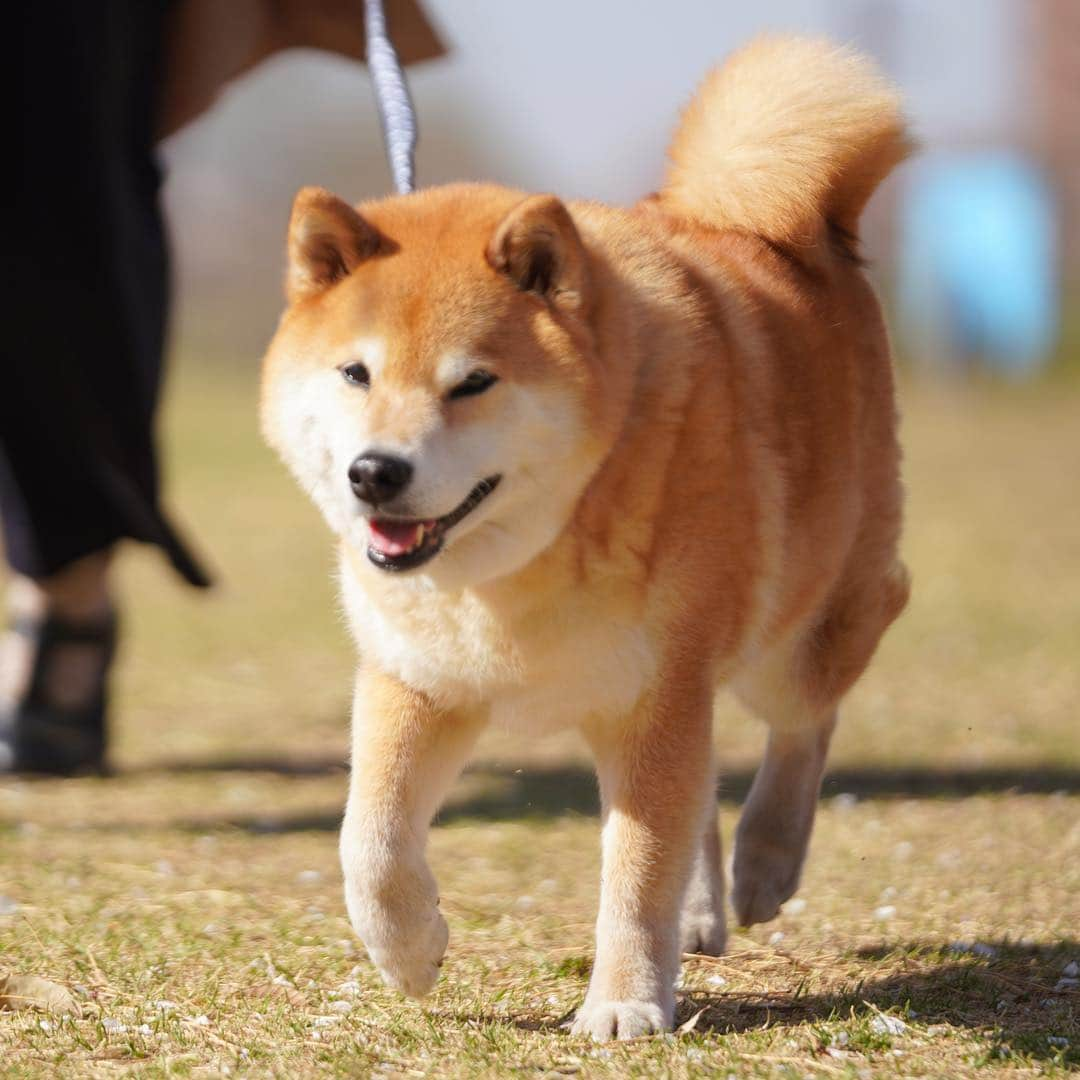 まる（まるたろう）さんのインスタグラム写真 - (まる（まるたろう）Instagram)「It's a cold but a nice day today.✨🐶☺️✨おはまる〜(≧∀≦) 今日は風が強いけどいい天気！ #足取りも軽やか #春ですね #新しいスタートする人も多いんでしょ #頑張るんだよ #辛くなったら根津においで #いい事あるから」4月9日 9時01分 - marutaro