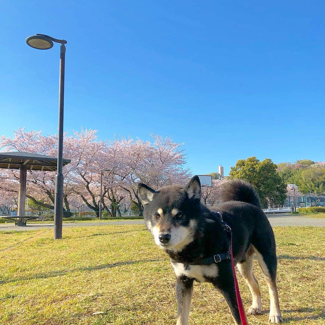 小川博永さんのインスタグラム写真 - (小川博永Instagram)「風が強くて寒いけど快晴で青とピンクがナイスコントラスト。  #今朝まる #ししまる #dog #dogs #柴犬 #黒柴」4月9日 9時02分 - ogawahironaga