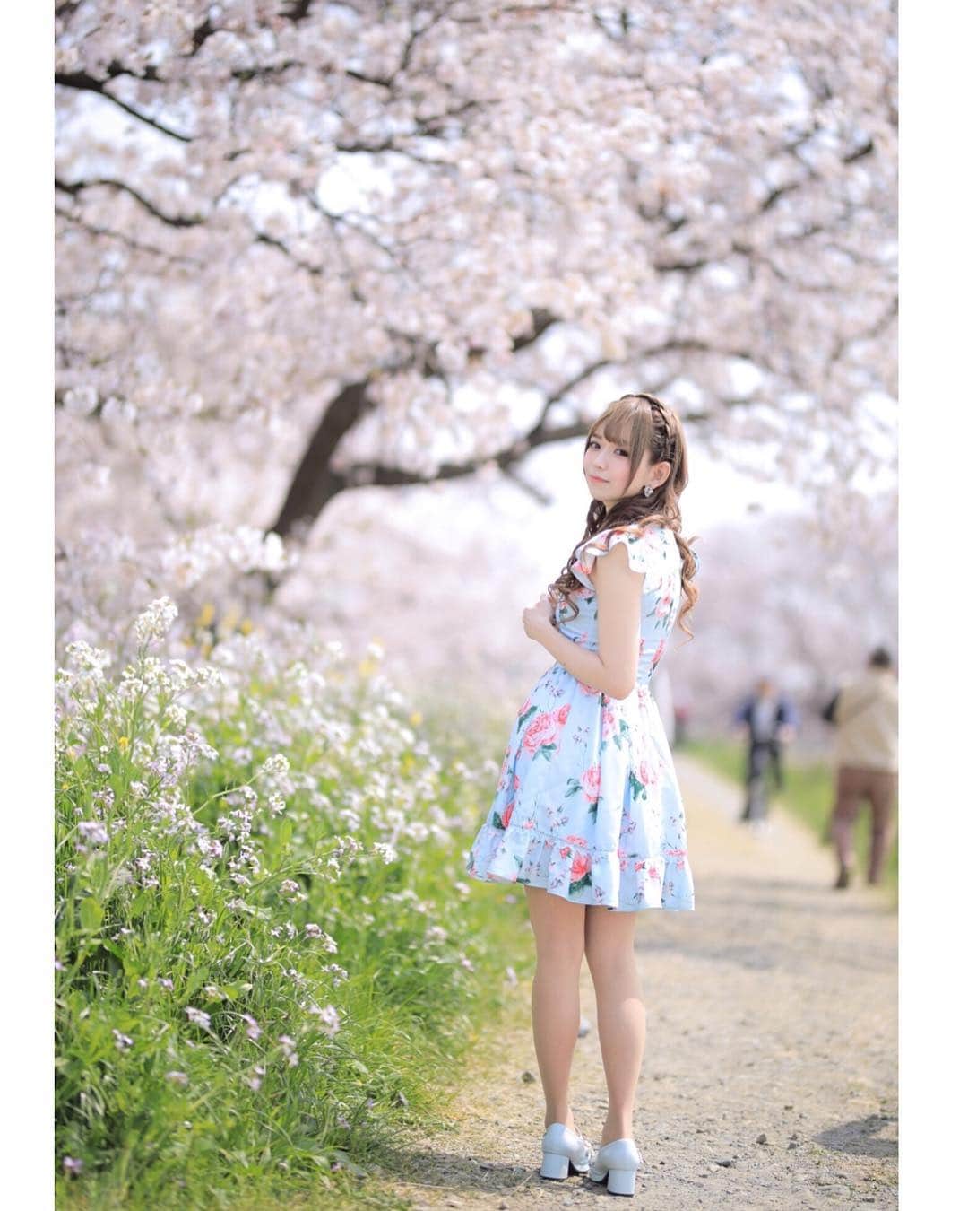 優月心菜さんのインスタグラム写真 - (優月心菜Instagram)「桜の撮影して頂きました🌸🌸🌸☺️ #桜  #ポートレート  #ポトレ  #さくら  #春  #春色  #被写体  #emiriawiz  #sexy  #japanesegirl  #性感的  #プライムエージェンシー  #花畑  #エミリアウィズ  #elegant  #kawaii」4月9日 9時09分 - yuzuki_cocona