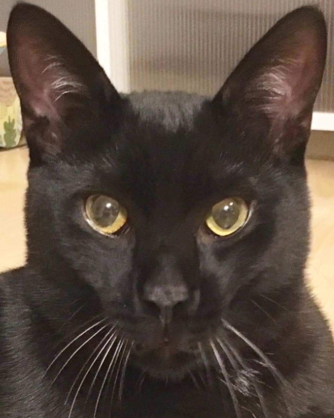 しおやてるこさんのインスタグラム写真 - (しおやてるこInstagram)「あくびしようとして寸前でやめた猫。あくび前はヒゲが下がるんだねw #黒猫」4月9日 9時10分 - shiochin1129