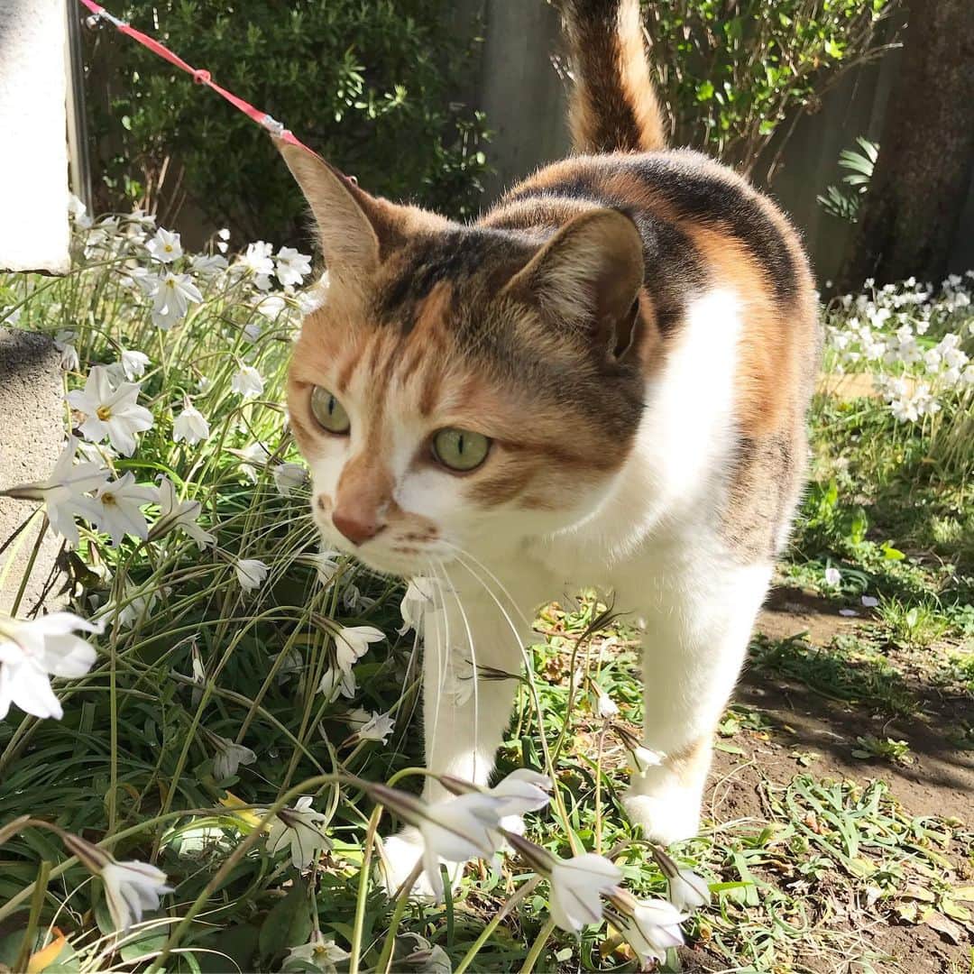 山田稔明さんのインスタグラム写真 - (山田稔明Instagram)「おはよ #ポチ実 #三毛猫」4月9日 9時15分 - toshiakiyamada