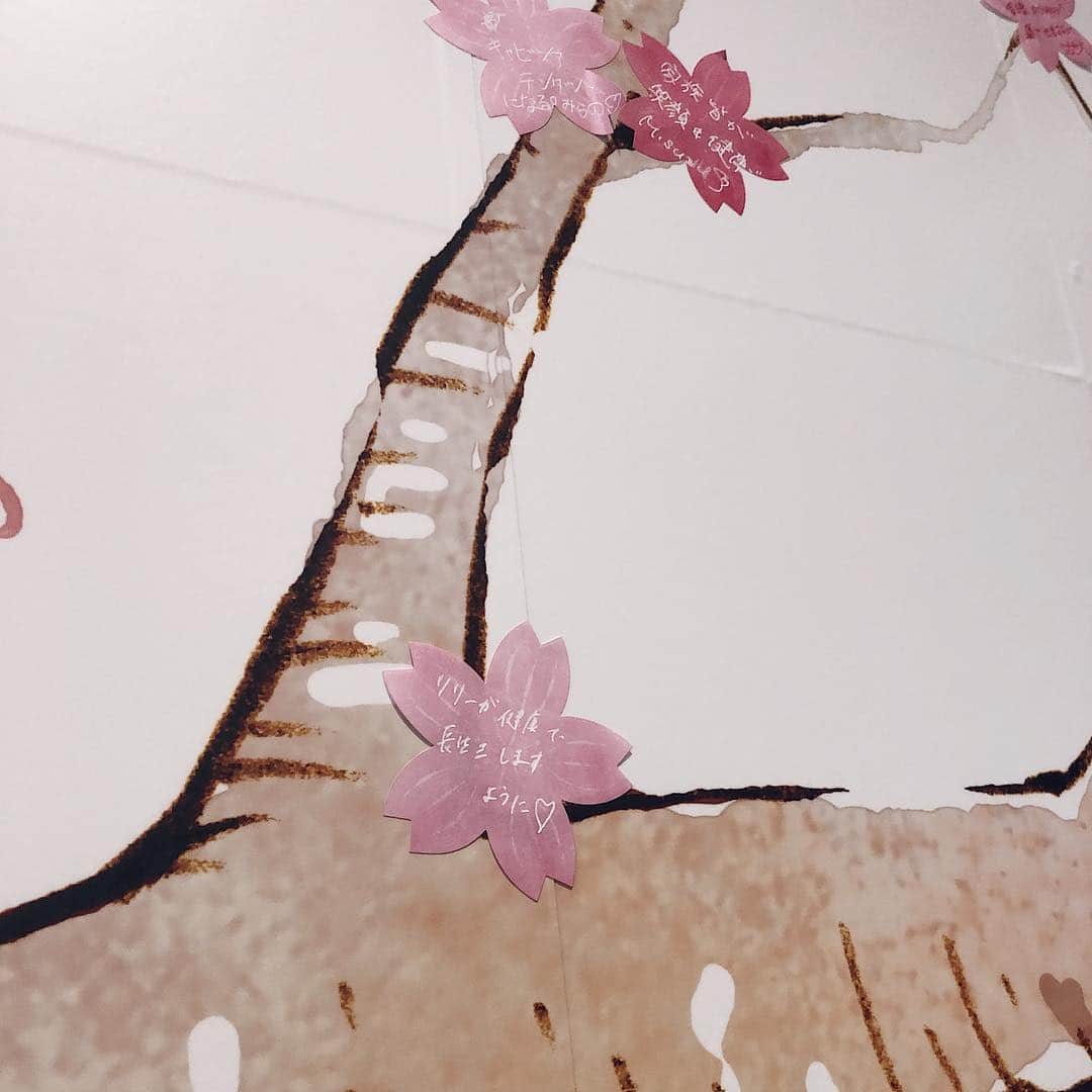鈴木詩織さんのインスタグラム写真 - (鈴木詩織Instagram)「銀座で桜を見つけました🌸 . 母と銀座をぶらりしてたときにキラリトギンザでSAKURAキャンペーンが開催されてたよん🙋🏾‍♀️ . サクラのシールに願い事を書いて木の枝に貼って桜を咲かせていくのです！ ほんわかした絵でかわいかった〜😌 . キャンペーンが開催されていて抽選で素敵なアイテムが当たるそう！当たったらいいな〜なんて🙈 . . . . . #桜#銀座#sakura#cherryblossom#ginza #キラリトギンザ#kiraritoginza#キラリトサクラ#PR @kiraritoginza」4月9日 9時20分 - shiorin0802suzuki