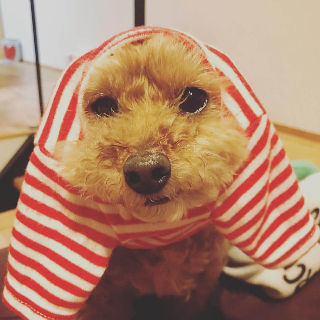 石川龍のインスタグラム：「3月以降、日々が爆速で駆け抜ける感覚がずっと続いてます。4月新年度になってもまだおさまらず。 最近はビリー・アイリッシュばかりきいています。 #まめきち #トイプードル #トイプードルの女の子 #toypoodle #犬バカ部」