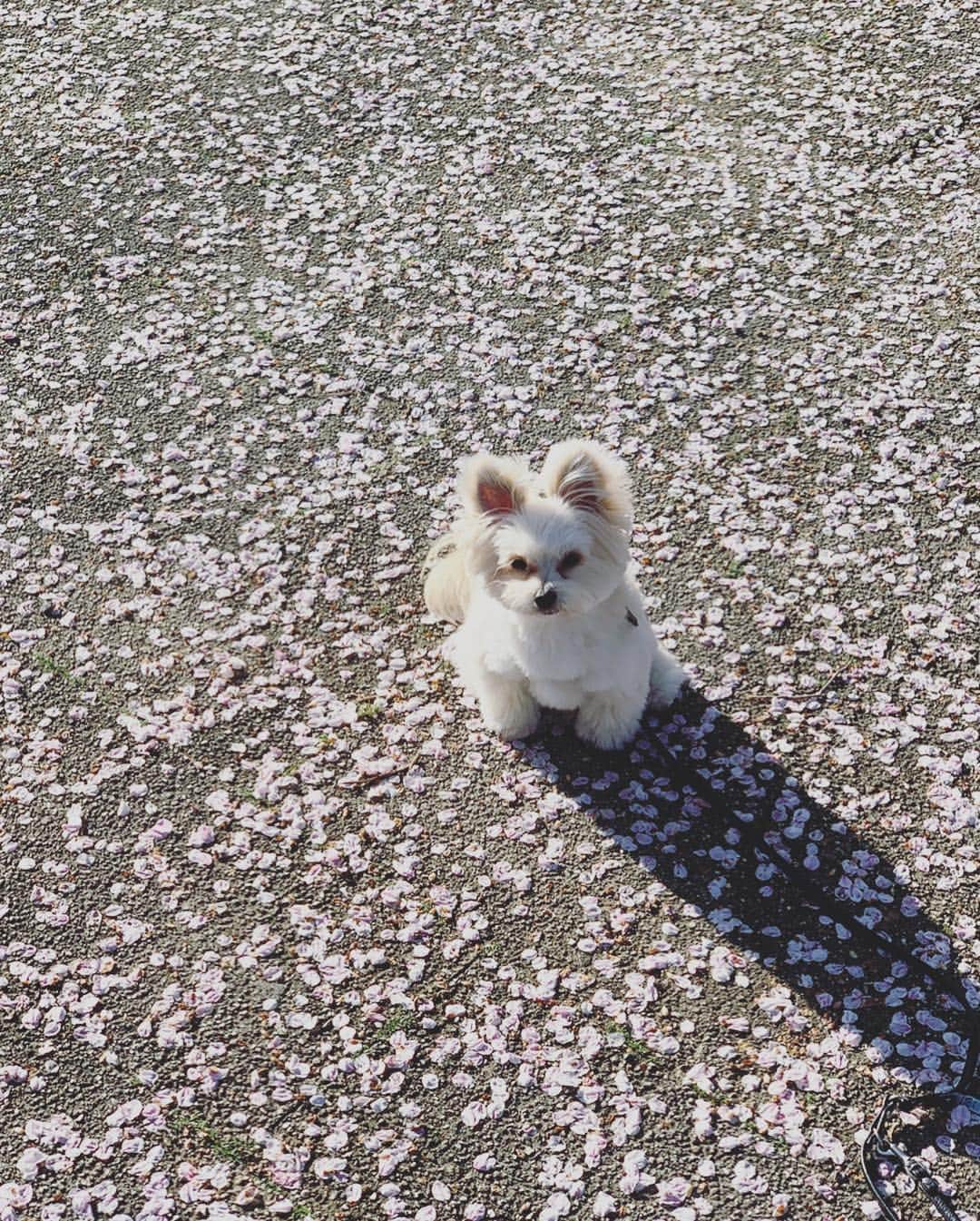 チャン・リーメイさんのインスタグラム写真 - (チャン・リーメイInstagram)「朝のお散歩は、 ✴︎ 桜の絨毯！ ✴︎ ピンク色の朝＾＾ ✴︎ #ピンクの絨毯 #桜の絨毯 #あさんぽ #ひんやりした朝 #春の朝 #ピンク色の朝 #平成最後の桜 #桜とボク」4月9日 9時30分 - limeichiang