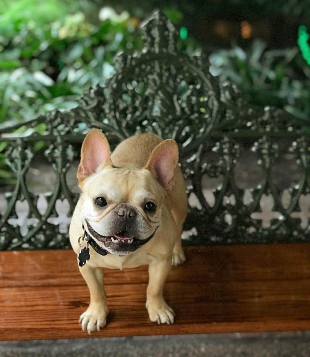 Hamlinさんのインスタグラム写真 - (HamlinInstagram)「All smiles tonight. Hope you’re Monday is off to a good start! .......... #smiles #happydog」4月9日 9時30分 - hamlin_the_frenchie