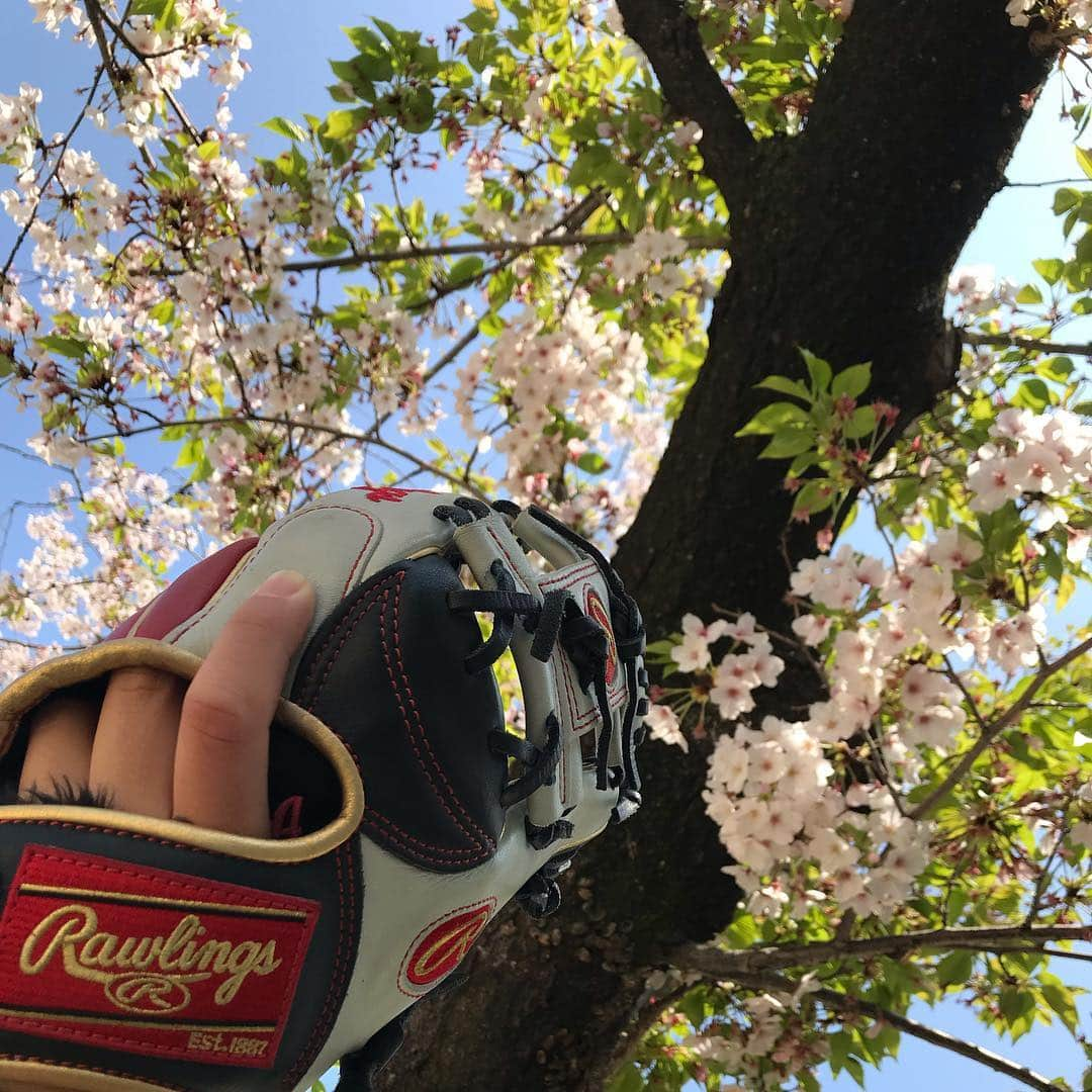 上杉あずささんのインスタグラム写真 - (上杉あずさInstagram)「. #rawlings #sakura . 葉桜もいとをかし #🌸 相変わらずグローブが愛しい #⚾️ . さて、いつも応援して下さってる方にお知らせです！ #平成最後の日 に #チャレンジ します！ #めざせ100キロプロジェクト 始動から3年程が経ち、 昨夏8月11日に #ヤフオクドーム で100キロ達成！そして #めざせ110キロプロジェクト へ移行して トレーニング重ねてきました... 時代も #平成 から #令和 になるので。 私も良き変遷を、進化を遂げていきたいと思います💪🏼 お知らせのくせにまだ言わんのかい！笑 そんなもったいぶることでもないのですが、ちゃんと文章がまとまってから改めて投稿します😆❤️ さあ、暖かくもなってきたし、ピッチ上げてくぞーー！！！ #baseball #challenge #training #practice #aim #spring #cherryblossom #leaf #🍃 #season #change #heisei #reiwa #fukuoka #ukiha #🐣 #👦🏻 #🏆」4月9日 9時31分 - azumacks