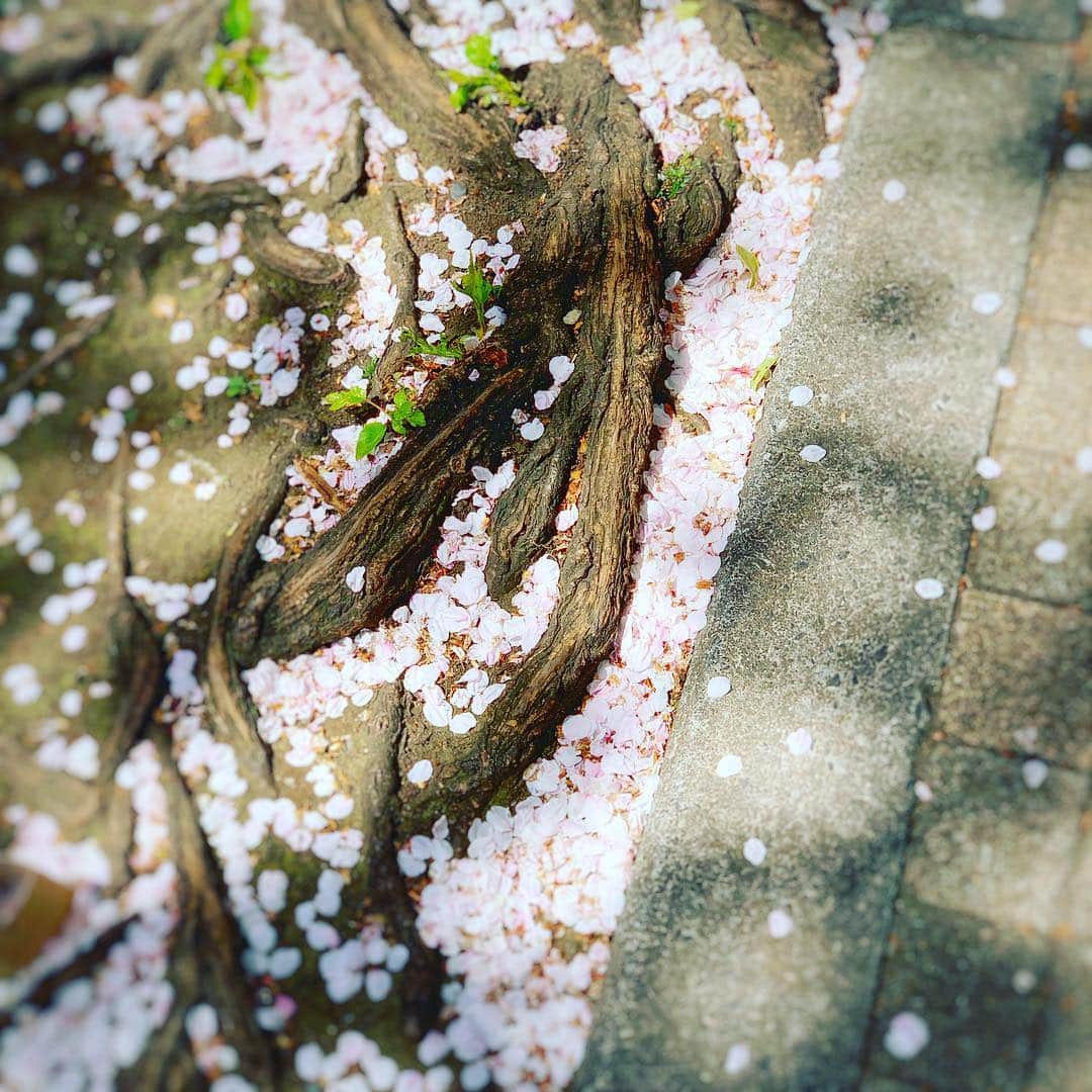 透水さらさのインスタグラム：「爽やかな朝ですねー🌸 素敵な一日を #葉桜#桜吹雪」