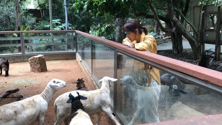 ペ・ダビンのインスタグラム：「코알라를 보러 갔는데 염소들이 계속 울어서 코알라 주려고 산 간식 잔뜩줬다 #염소#음메」
