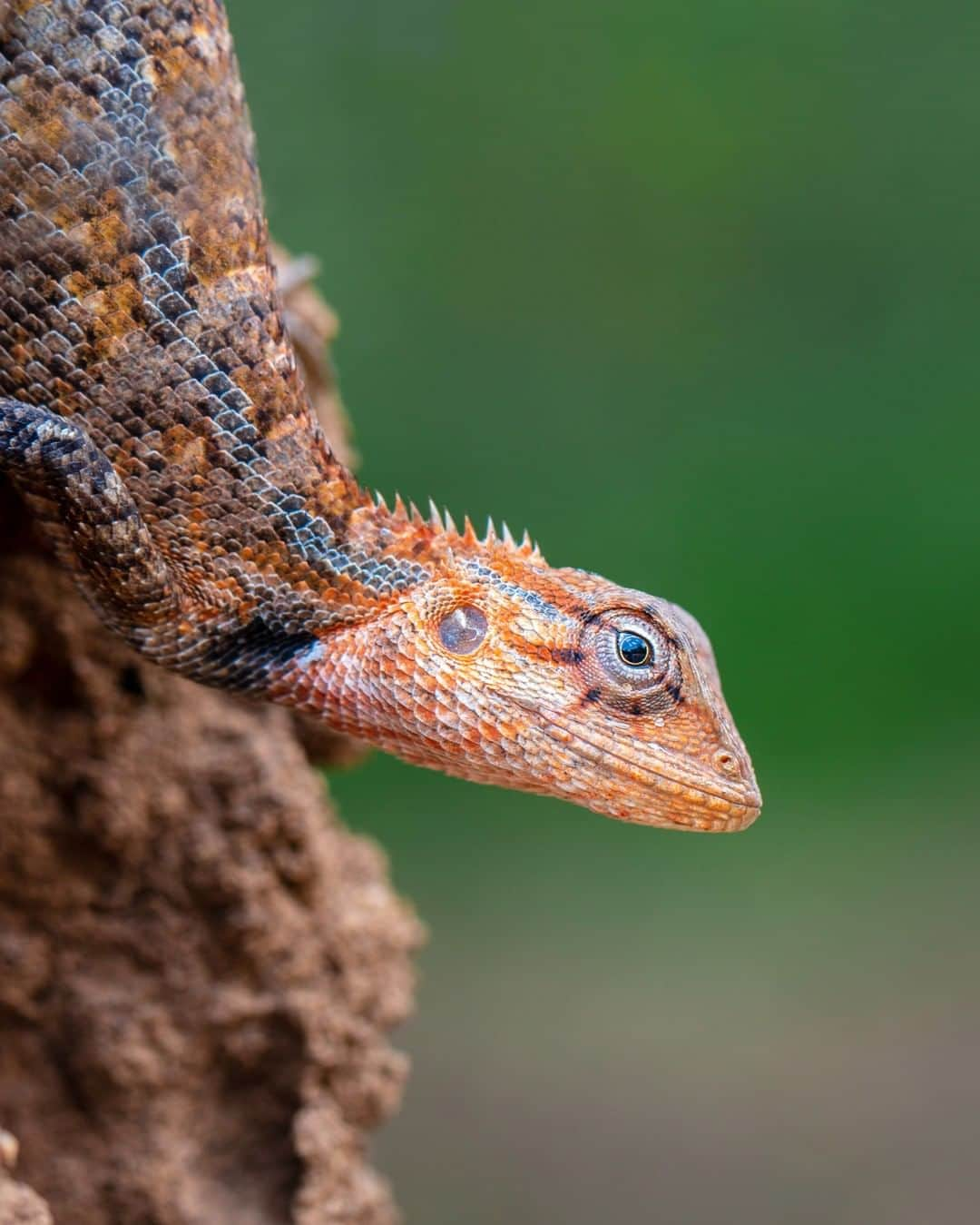 Canon UKさんのインスタグラム写真 - (Canon UKInstagram)「Capturing the smallest of details, with @amy_beton_photography.  Camera: EOS 70D | Lens: EF 100mm f/2.8L Macro IS USM | Shutter Speed: 1/50 | Aperture: f/5.6 | ISO 160」4月9日 0時44分 - canonuk