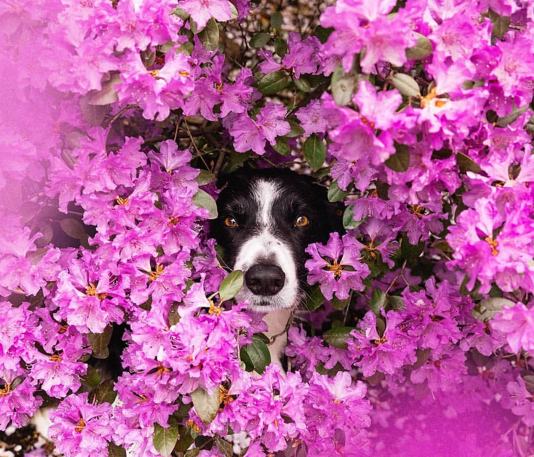 Andrew Knappさんのインスタグラム写真 - (Andrew KnappInstagram)「Flowers and cherry blossoms have exploded in Vancouver these past few weeks. Had to pull over for this one. It was next to a mall.」4月9日 1時15分 - andrewknapp