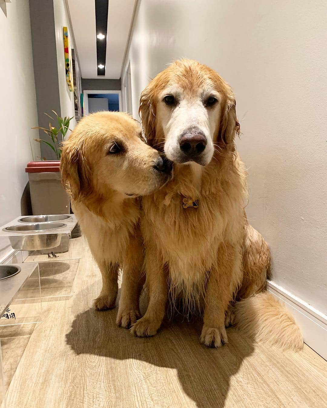 Bobさんのインスタグラム写真 - (BobInstagram)「Quem saiu na chuva e está todo molhado!?!? Ou melhor estão molhados?! 🤦🏻‍♂️🌧☔️ #ilovegolden_retrievers #goldenretriever #goldenretrievers #dogs #dogsofinstagram #pets #petstagram #instagram #instagrammers #monday #mondaymood」4月9日 1時25分 - bob_marley_goldenretriever