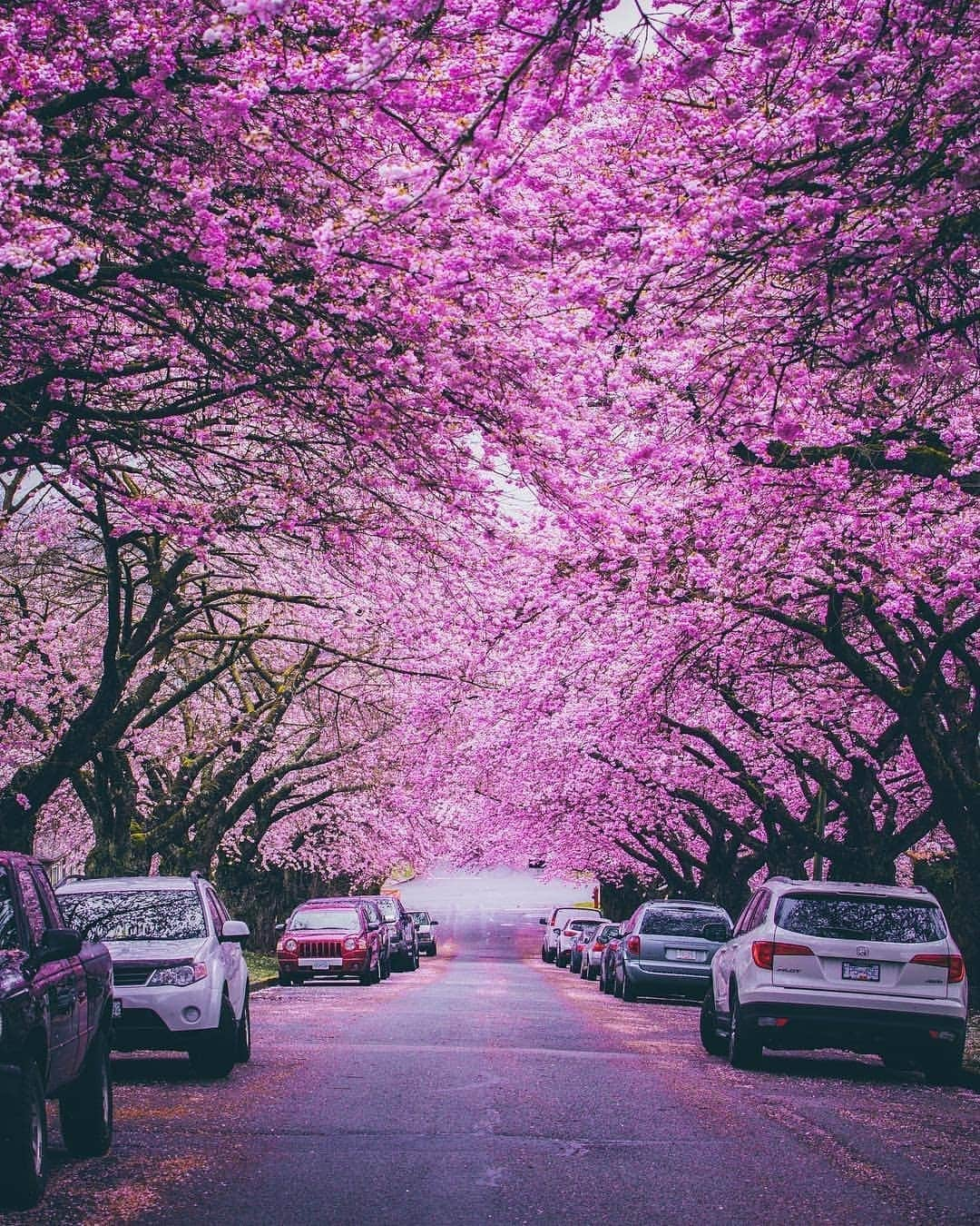 Explore Canadaさんのインスタグラム写真 - (Explore CanadaInstagram)「It’s one of the most beautiful times of the year with cherry blossoms coming into bloom in Vancouver and across Canada. Have you spotted them yet? If you’re seeing spring blossoms where you are in Canada share them with #ExploreCanada! 📷: @staysinspired 📍: @inside_vancouver, @hellobc . À Vancouver comme ailleurs au pays, la floraison des cerisiers est un moment de pure beauté. En avez-vous été témoin cette année? Si vous avez la chance de voir des fleurs printanières, où que vous soyez au Canada, transmettez-nous vos photos avec le mot-clic #ExploreCanada! 📷 @staysinspired 📍 @inside_vancouver, @hellobc . #VeryVancouver #ExploreBC #CherryBlossoms #Spring」4月9日 1時54分 - explorecanada