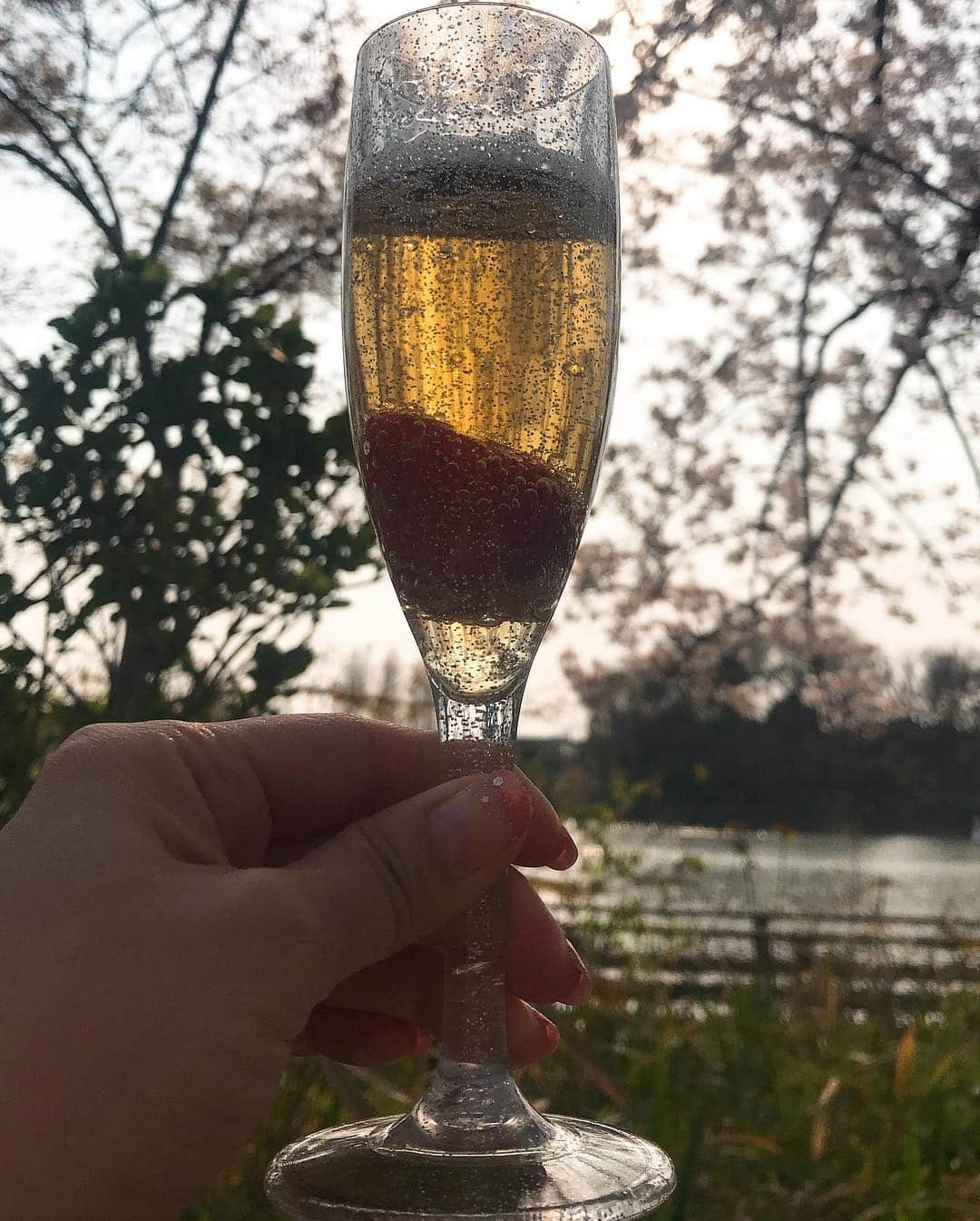 日下裕江さんのインスタグラム写真 - (日下裕江Instagram)「いちご八海山スパークリング🍓🥂 いちごシャンパンスパークリングならぬ八海山スパークリングでいちごを入れて乾杯✨  いちごの甘さと香りが八海山の美味しさをかき立ててくれる♪  桜とのコントラストも かわいい💓  後半いちごビールスパークリング🍺🍓になってたのはここだけの話🤫 もう味より雰囲気✨w  #いちご八海山スパークリング #八海山スパークリング #花見 #お花見 #平成最後の花見 #平成最後の桜 #お花見ピクニック」4月9日 2時00分 - hiroe___h