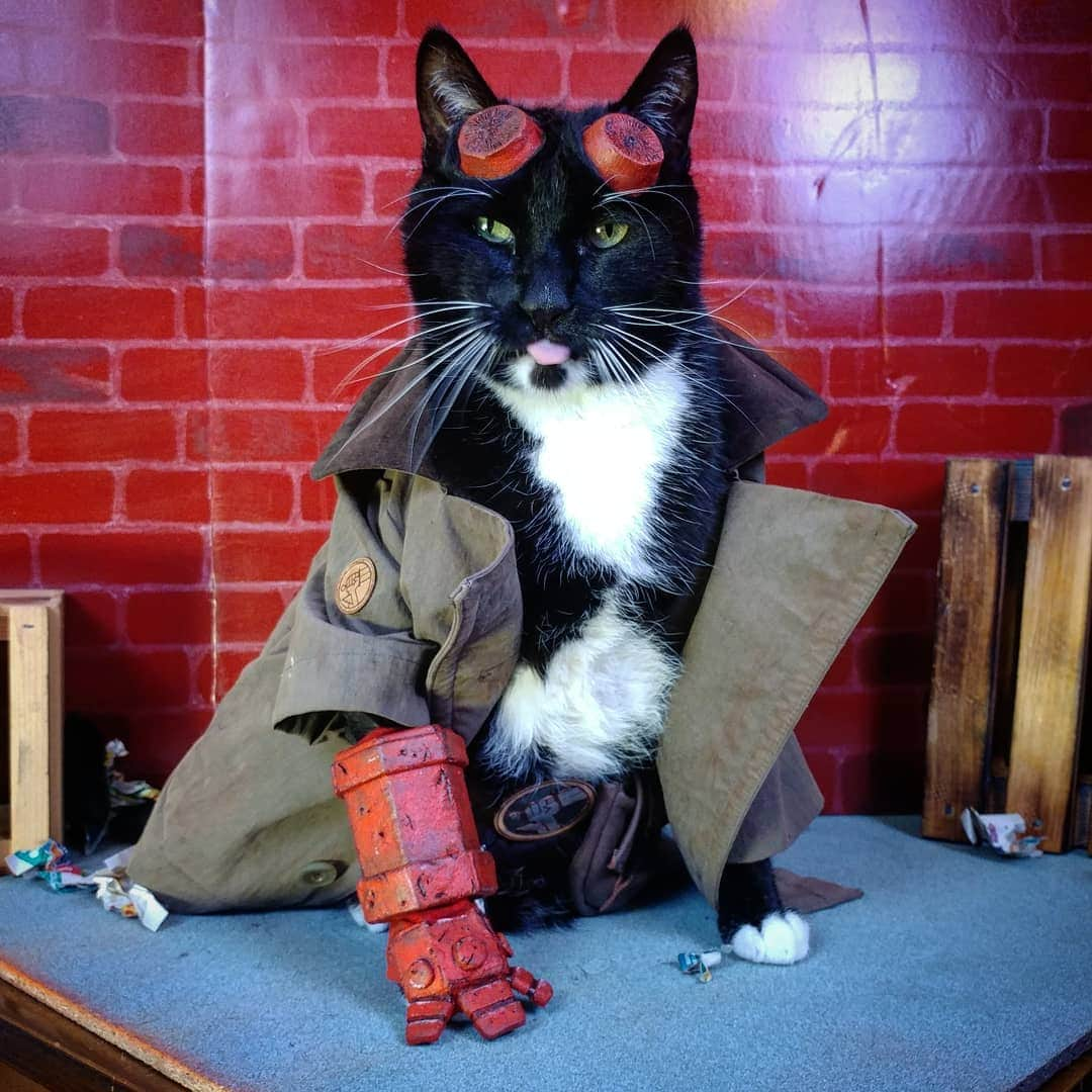 猫コスプレさんのインスタグラム写真 - (猫コスプレInstagram)「"Right Hand of Blep" ~ @voiceofobrien  #Hellboy #CatCosplay」4月9日 2時04分 - cat_cosplay