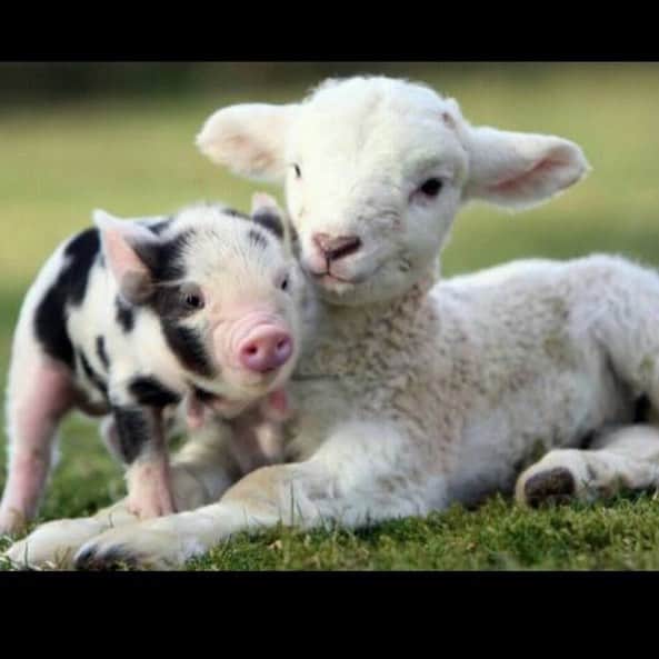 コンスタンス・マリーさんのインスタグラム写真 - (コンスタンス・マリーInstagram)「Your bacon & lamb chops;  had friends & parents.....💕 #MeatlessMonday Better for you, Better for them, Better for the world!」4月9日 2時11分 - goconstance