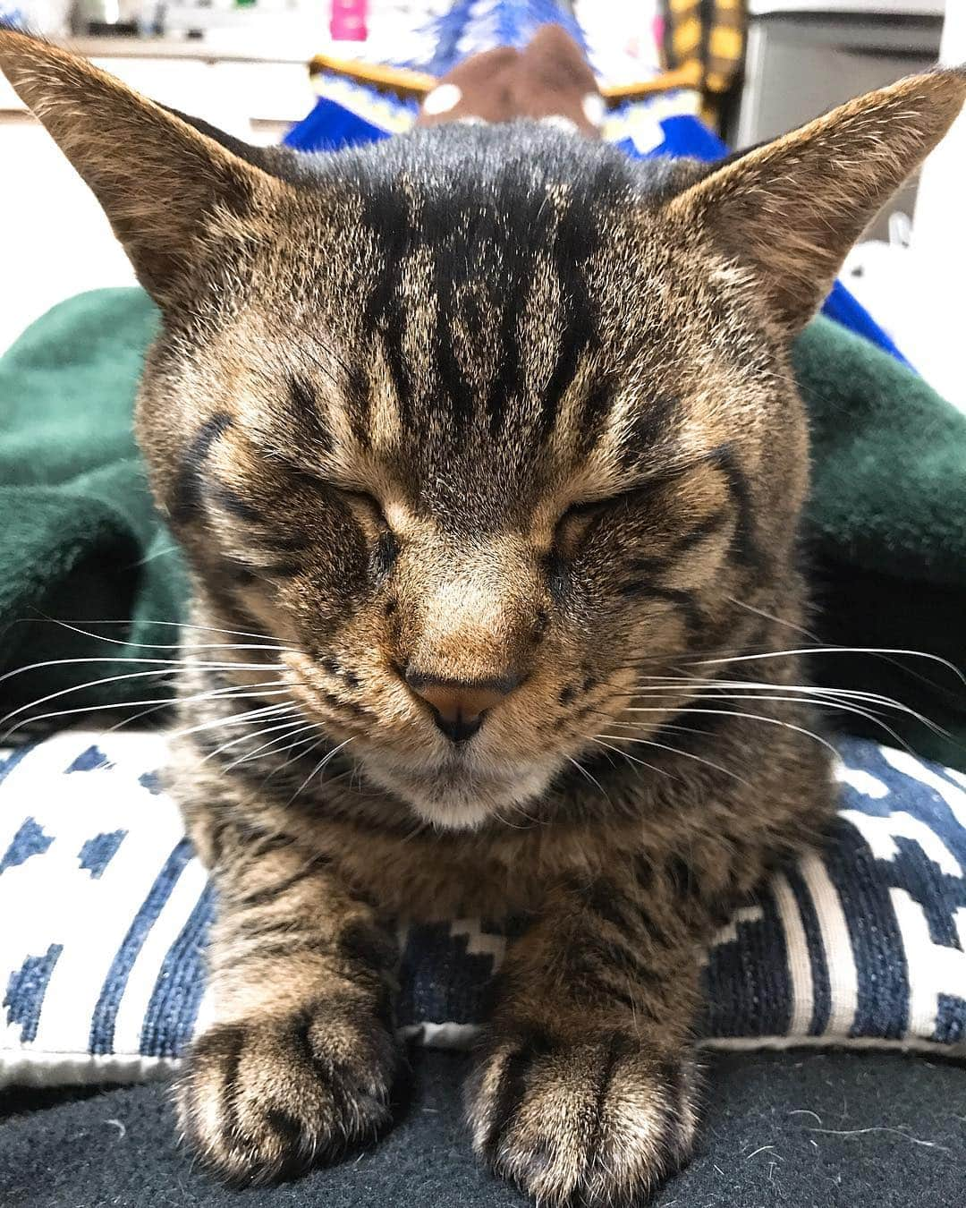 Musashiさんのインスタグラム写真 - (MusashiInstagram)「夜ムサシ。お腹の上でまどろむ。Sleepy head.😌 #musashi #mck #cat #キジトラ #ムサシさん #musashi_the_cat #ねこすたぐらむ」4月9日 2時12分 - _daisy