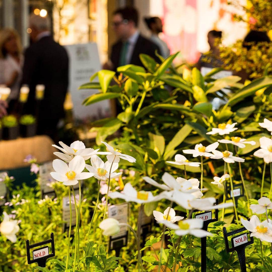 ニューヨーク植物園さんのインスタグラム写真 - (ニューヨーク植物園Instagram)「This year’s Garden Furniture & Antiques Fair is Coming together in the Conservatory Tent with visiting vendors like @balsamoantiques, @milneathomeantiques, and @galleryrayonroskar. If you want an early peek, don’t forget to grab your tickets to this Thursday’s Preview Party & Collectors’ Plant Sale (and make a little room in your plant collection for some true treasures, like cherry and magnolia trees, azaleas and lilacs, and even corpse flowers)!」4月9日 2時14分 - nybg