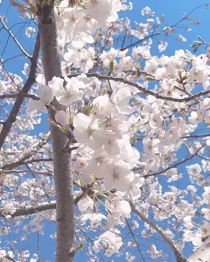 のインスタグラム：「. . . . . . . . . . . . . #花見 #cherryblossom #instajapan #japan_of_insta #kyoto #tokyo」