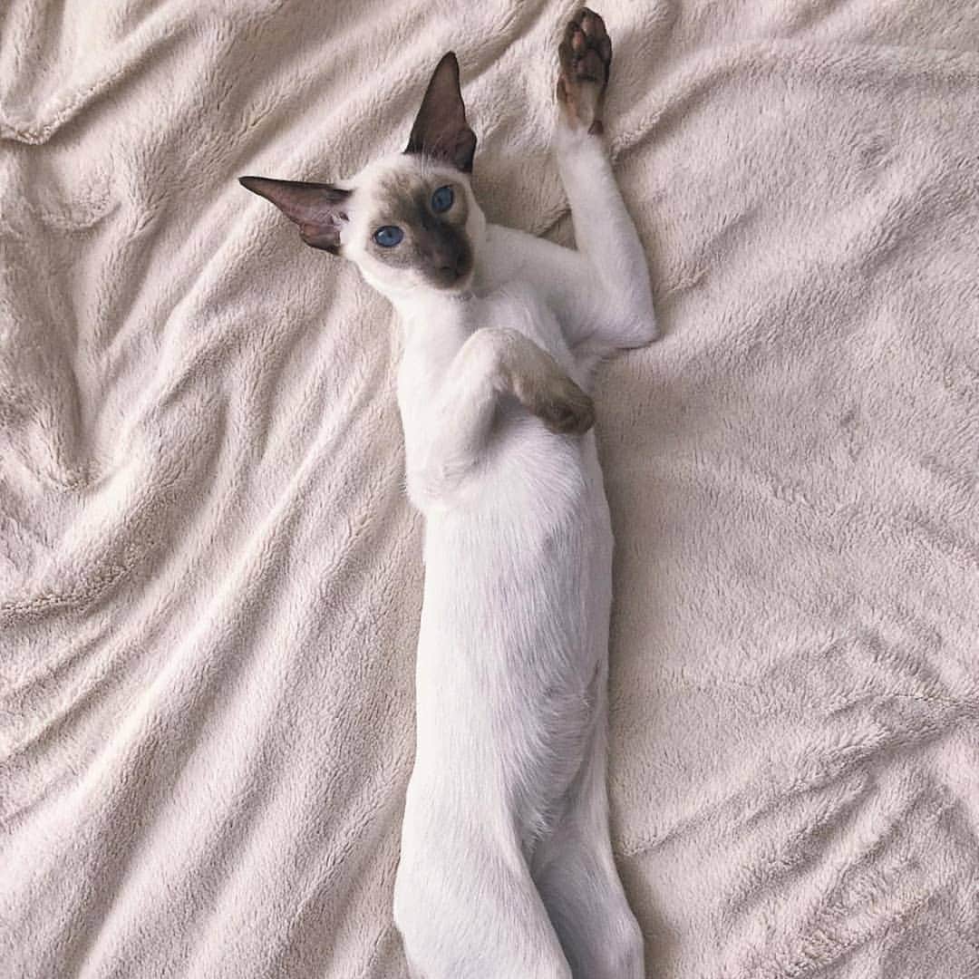 CatStockerのインスタグラム：「Hello! #catstocker is here!  Follow our FURRriend @tolyan_the_cat  Scroll right for more pictures 👉 . . . . .  #cat #neko #mačka #chat #kočka #котка #kotek #kot #кіт #mače #кошка #кот #katze #gato #gatto #kissa #kattunge #猫 #고양이 #貓 #kedi #köttur #kissanpentu #חתול #кішка #kedicik #кошеня #gattino #子猫」