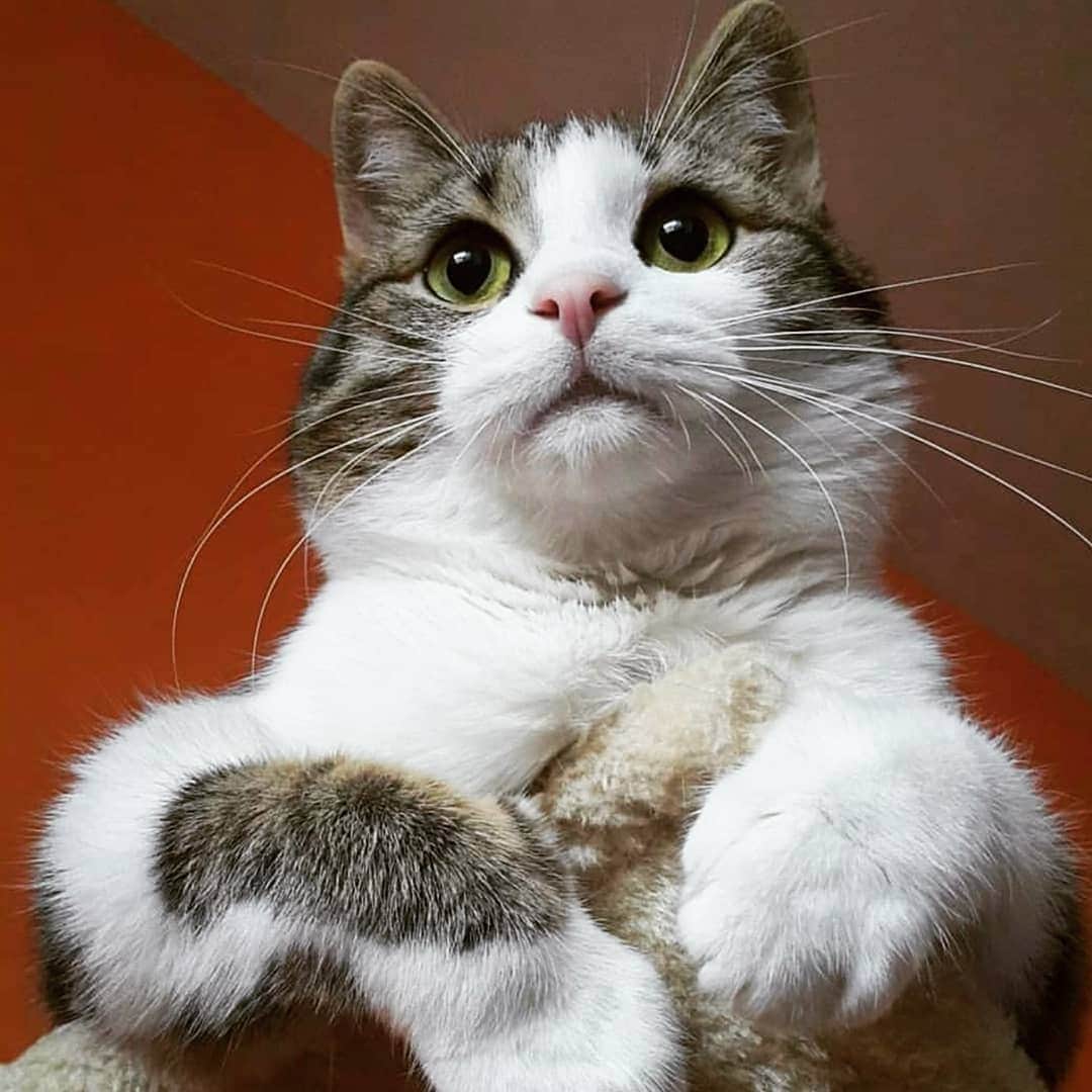 CatStockerのインスタグラム：「Hello! #catstocker is here!  Follow our FURRriend @theofficialmessicat  Scroll right for more pictures 👉 . . . . .  #cat #neko #mačka #chat #kočka #котка #kotek #kot #кіт #mače #кошка #кот #katze #gato #gatto #kissa #kattunge #猫 #고양이 #貓 #kedi #köttur #kissanpentu #חתול #кішка #kittens #小猫 #kätzchen #котята」
