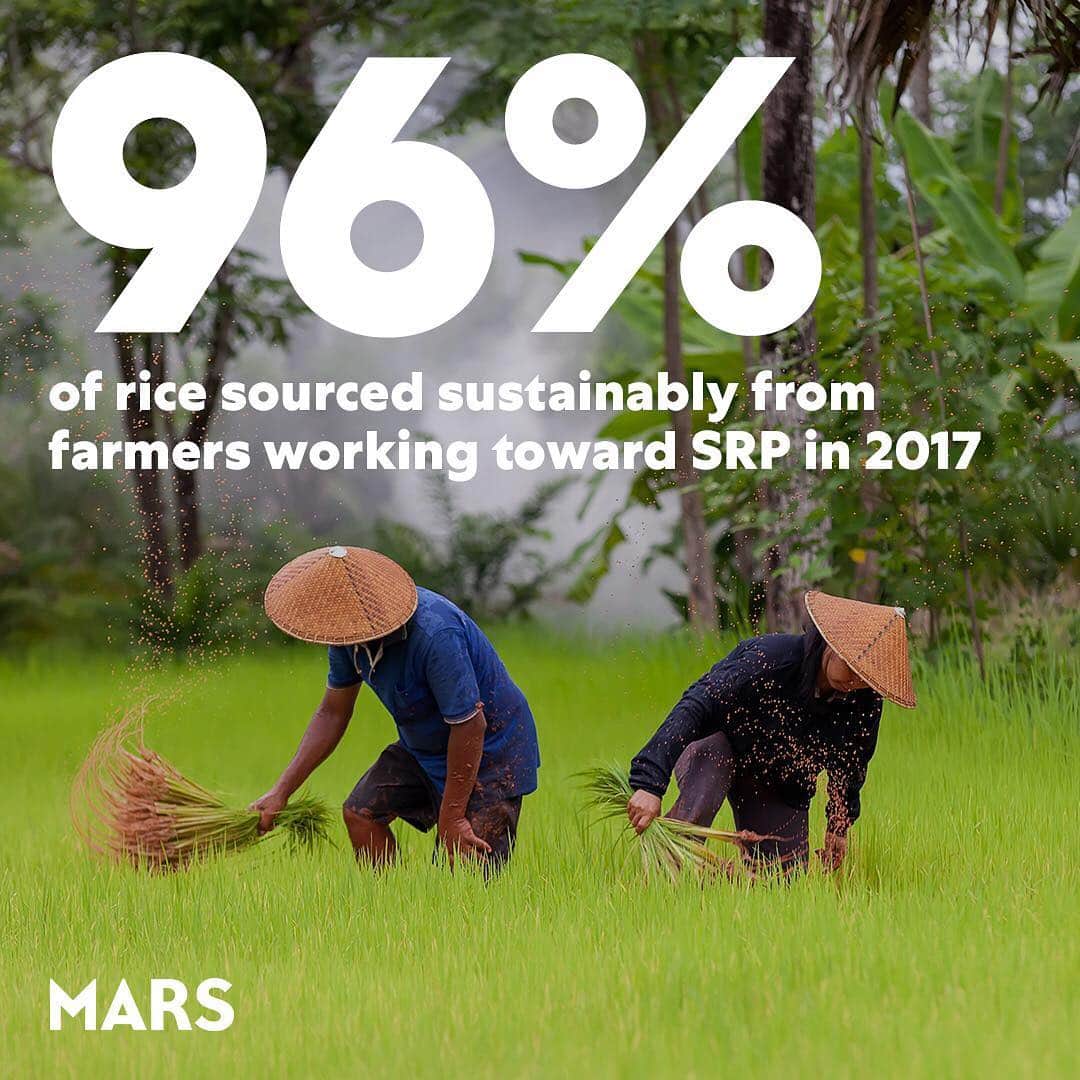 Marsさんのインスタグラム写真 - (MarsInstagram)「Today, we’re working to ensure all of our rice is sourced from farmers working towards the Sustainable Rice Platform. And with 96% of our rice sourced sustainably from farmers working toward SRP in 2017, our progress only inspires us to push harder. Because in the world we want tomorrow, people and the planet thrive together. #TomorrowStartsToday」4月9日 3時20分 - marsglobal