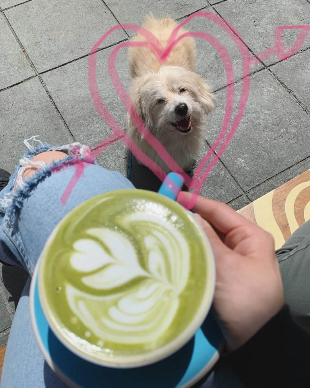 OLIVIAのインスタグラム：「I was going to take a picture of my beautiful matcha latte and found something way more beautiful 🥰😍💖💕💘 #mythicalcreature #happydog #enlightenedbeing」